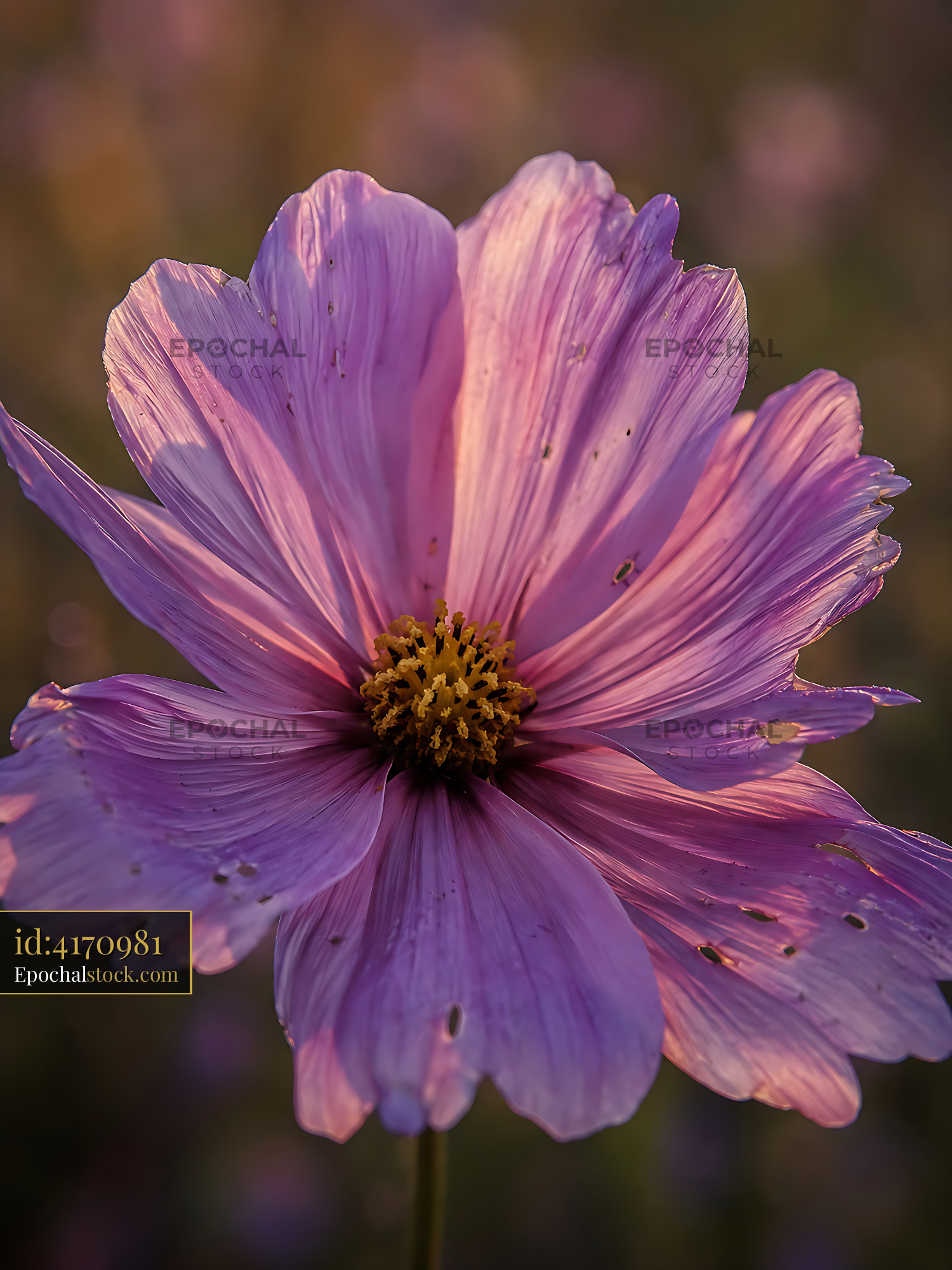 Watermarked full-resolution preview of Close-up of a pink flower with damaged petals in a field