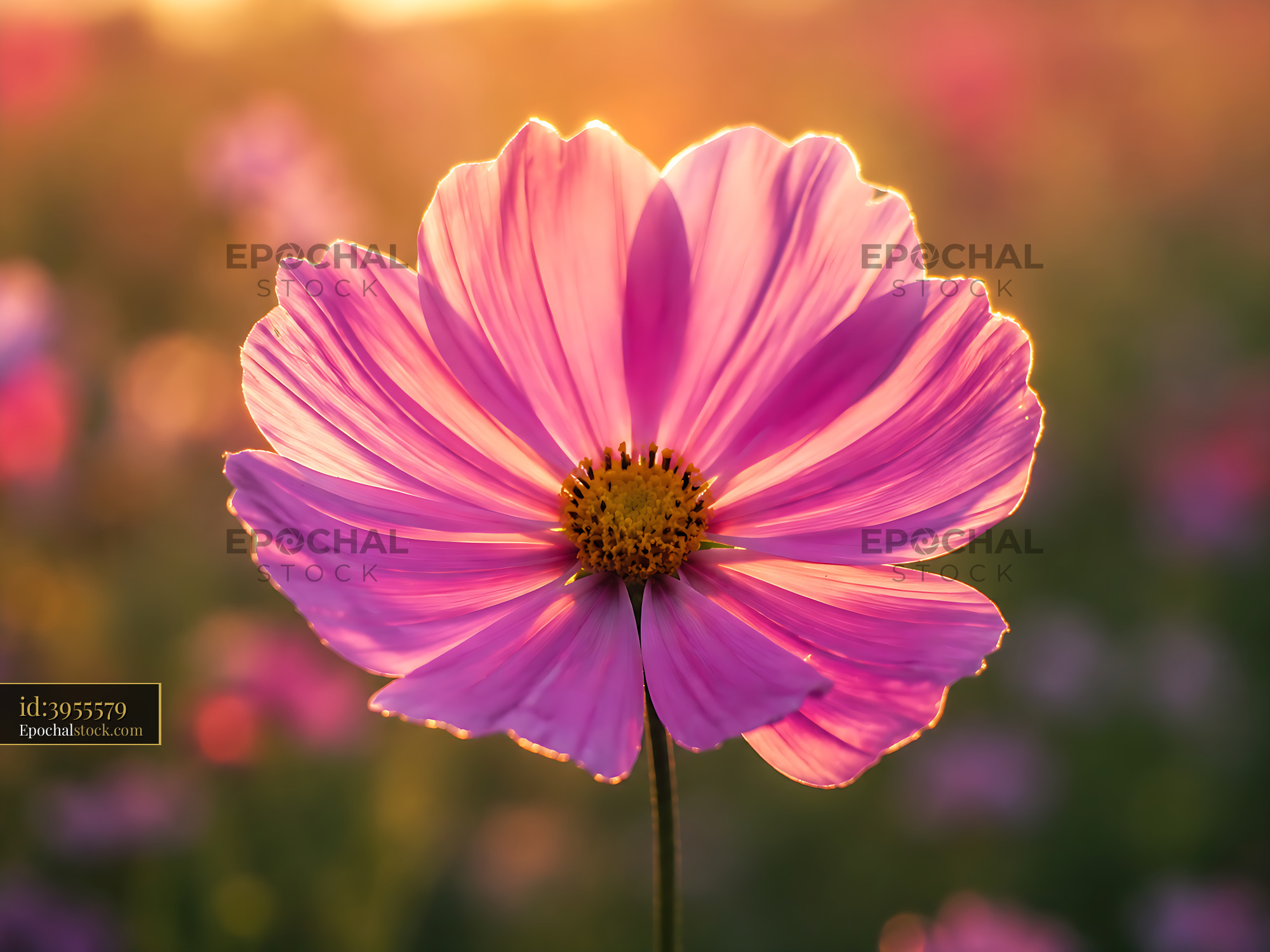 Watermarked full-resolution preview of Pink flower with sunlight in a field during sunset