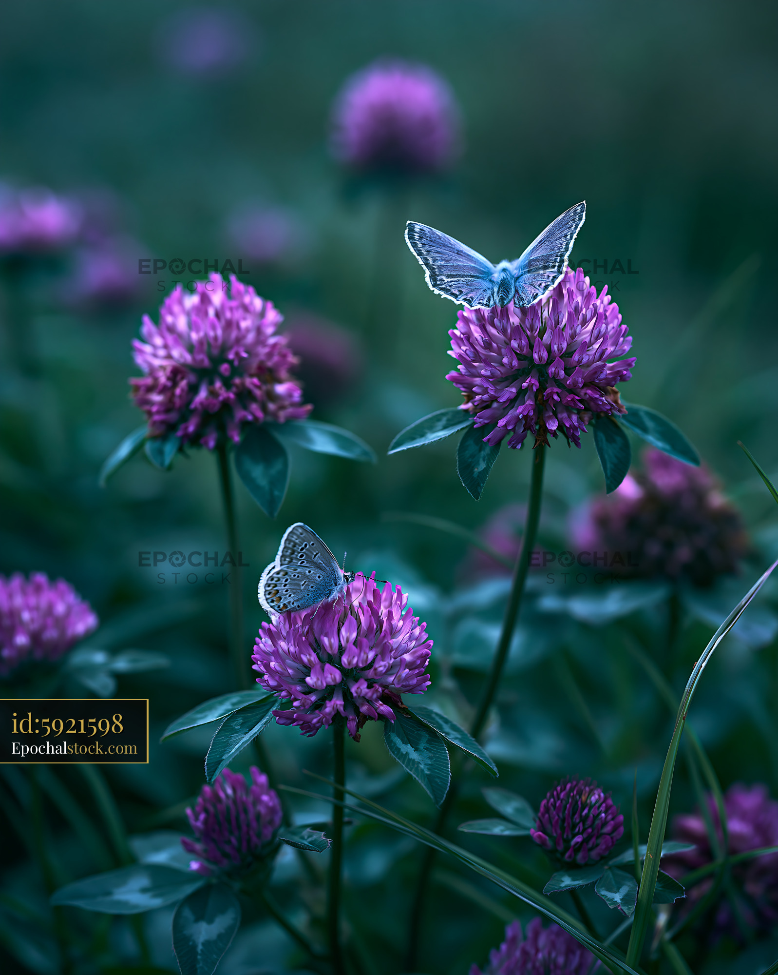 Clover Flowers With Butterflies in a Meadow During Spring - stock photo