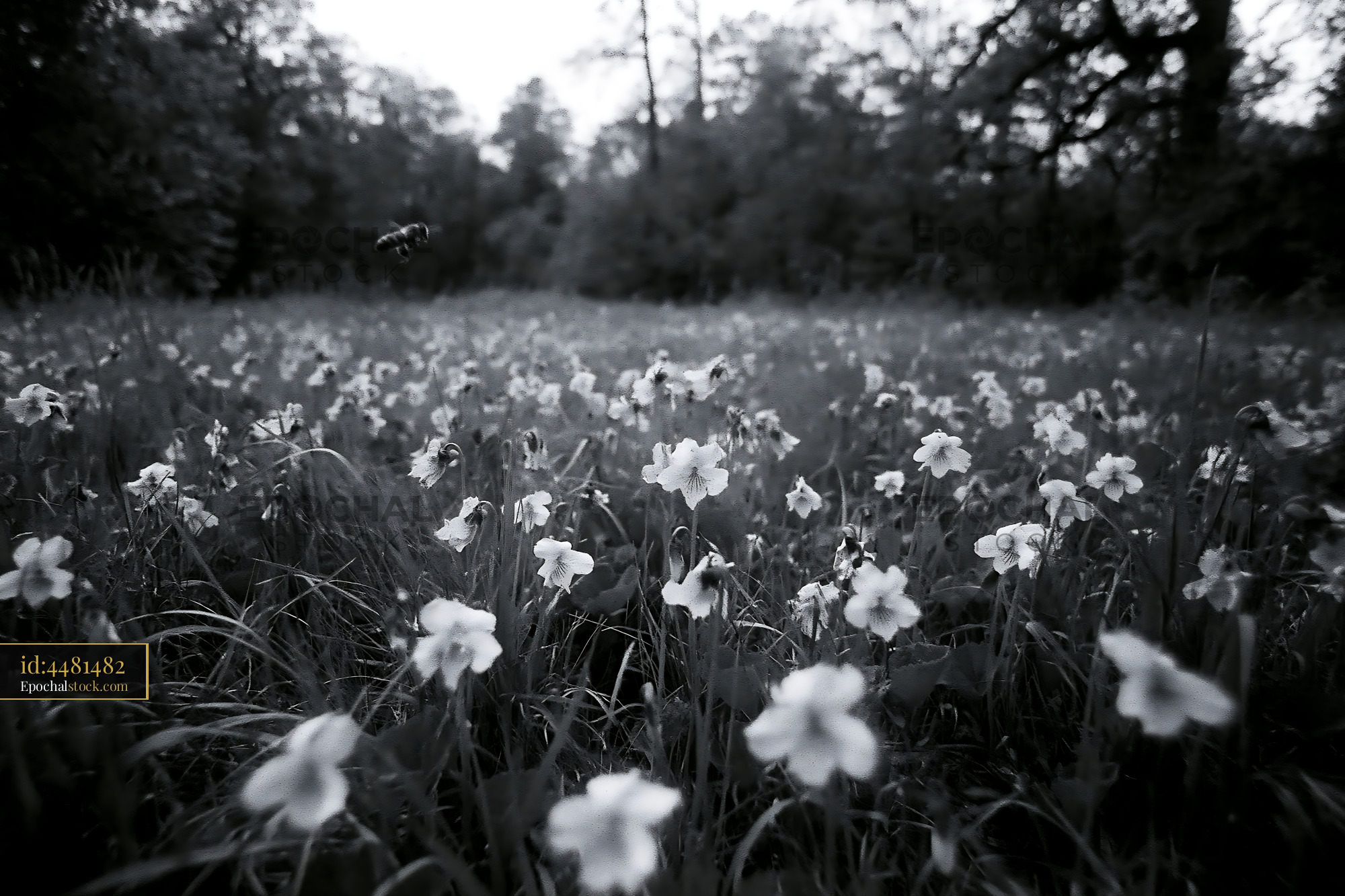 Watermarked full-resolution preview of Field of flowers in black and white during late afternoon light