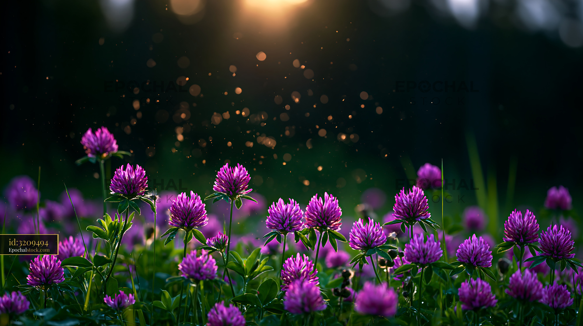 Clover Blooms at Golden Hour in a Meadow - stock photo