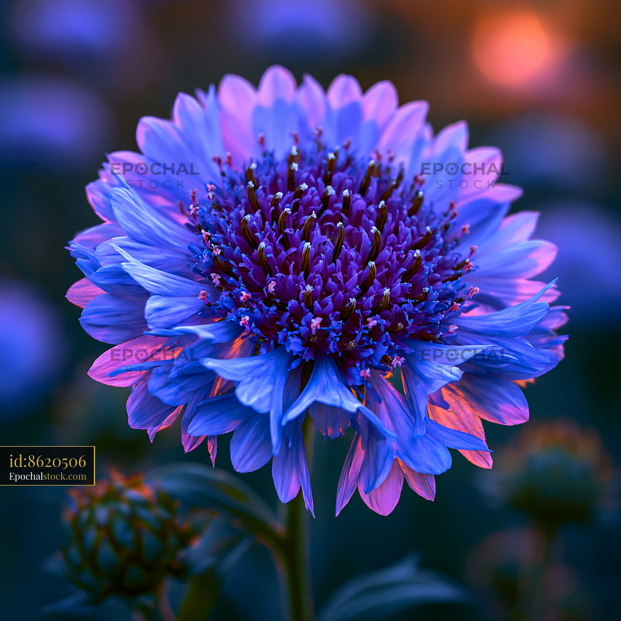 Watermarked full-resolution preview of Vivid purple flower with detailed petals on a soft backdrop