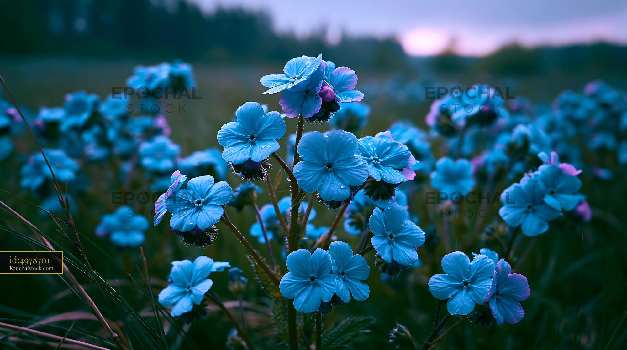 Blue Flowers Bloom in the Field During Twilight Hours - stock photo