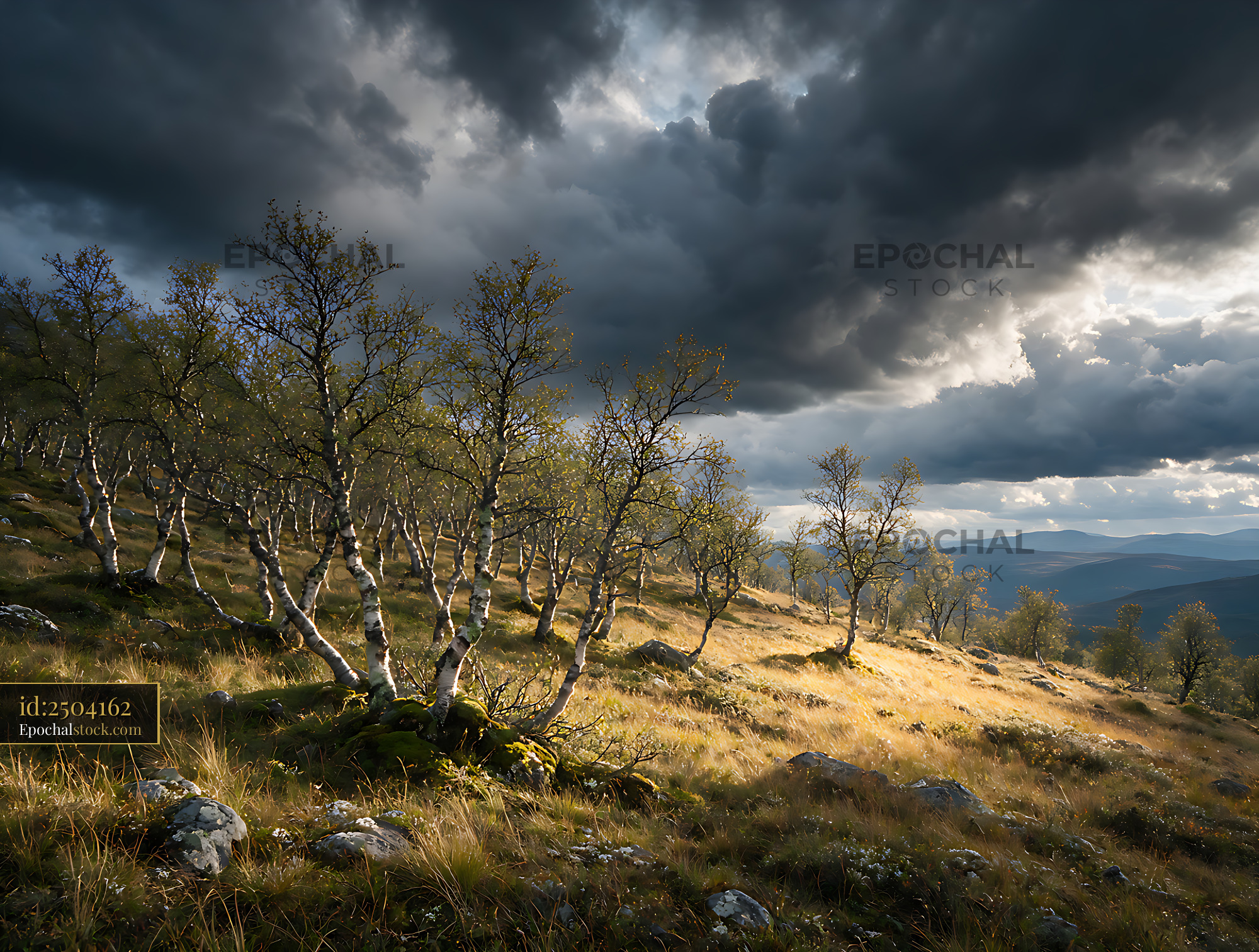 Watermarked full-resolution preview of Birch woodland and distant mountains under stormy skies