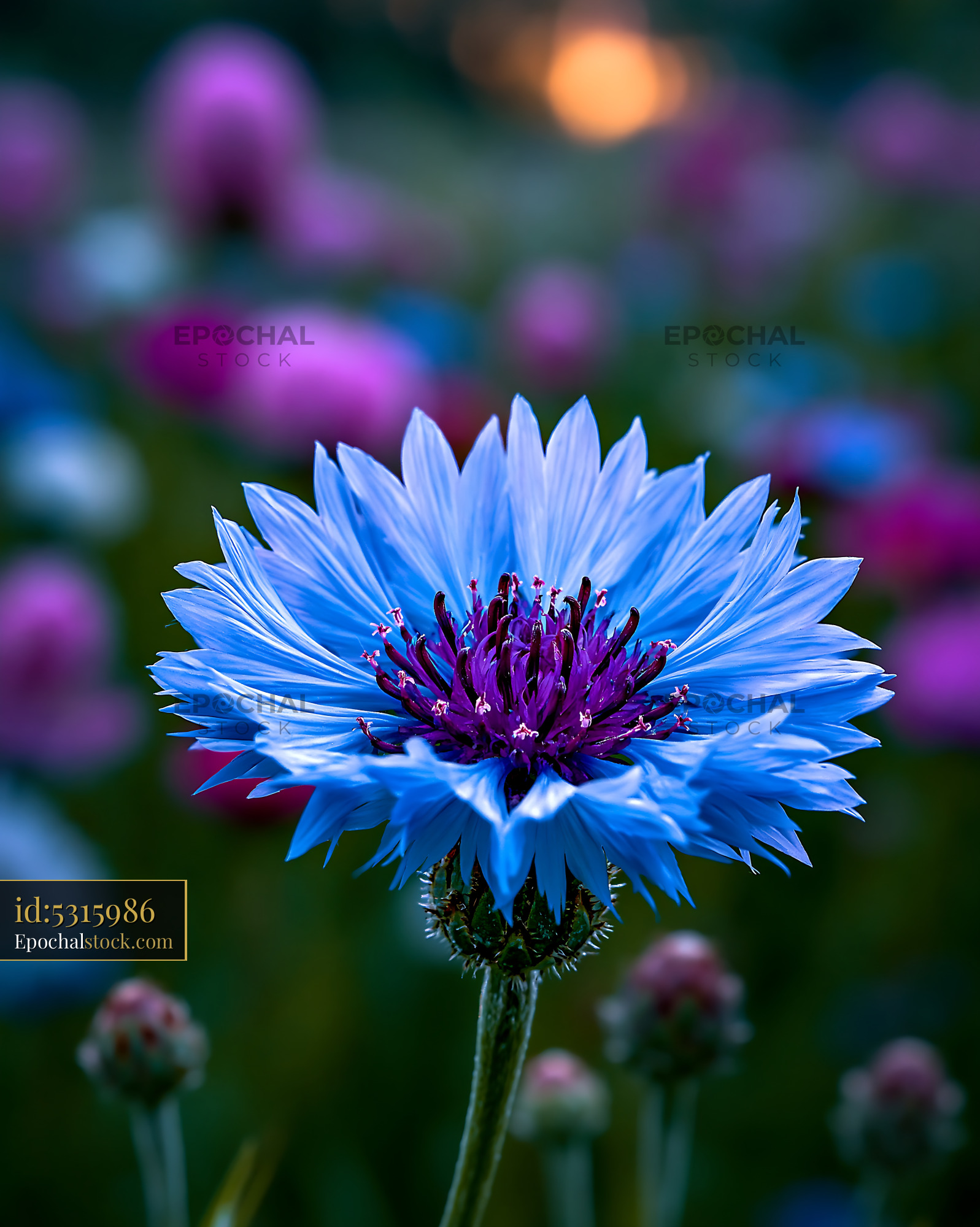 Watermarked full-resolution preview of Bright blue flower in a vibrant field at sunset