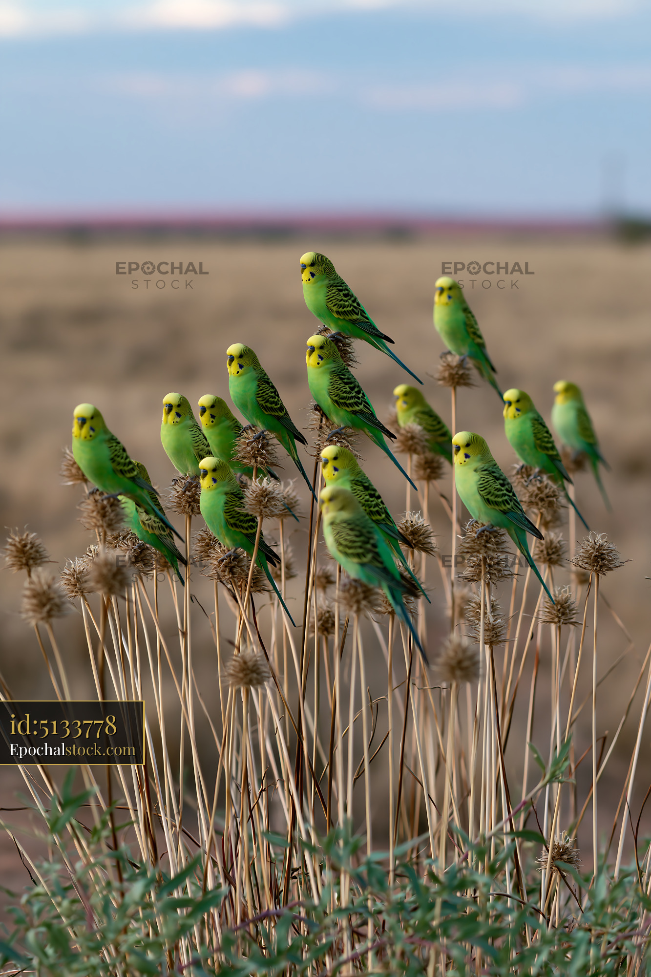 Watermarked full-resolution preview of Green budgerigars gathered on dry seed heads