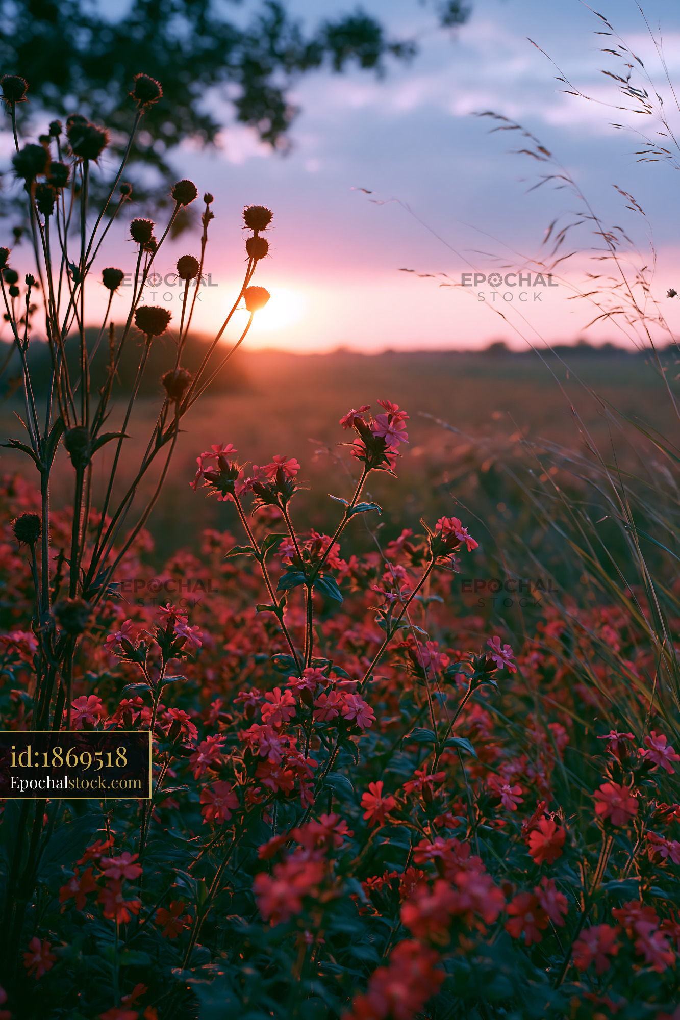 Watermarked full-resolution preview of Sunset over a field of wildflowers and tall grass
