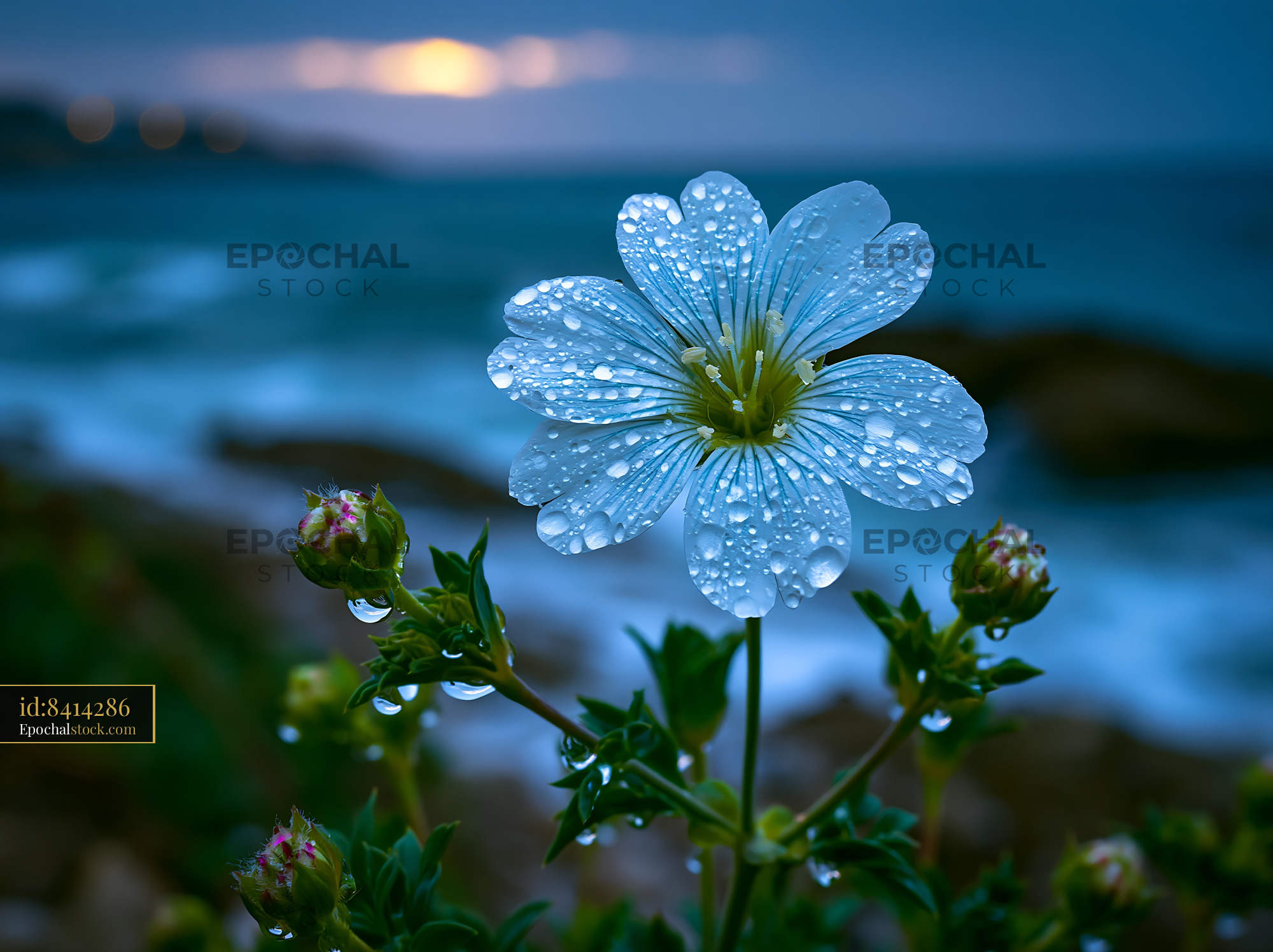 Watermarked full-resolution preview of Flower with water droplets near the ocean at sunset