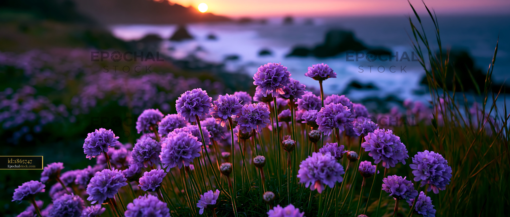 Watermarked full-resolution preview of Purple flowers bloom near the ocean at sunset