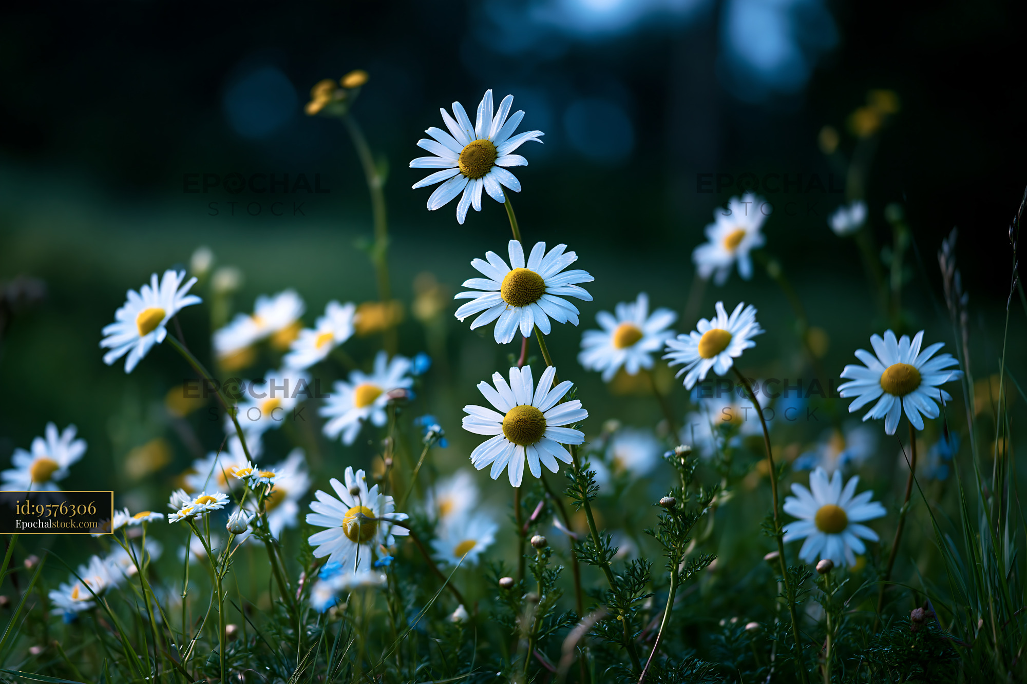 Watermarked full-resolution preview of Daisies blooming in a green field during twilight