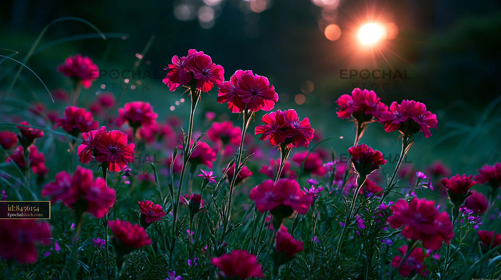 Flowers Bloom in Garden at Sunset Creating a Colorful Scene - stock photo
