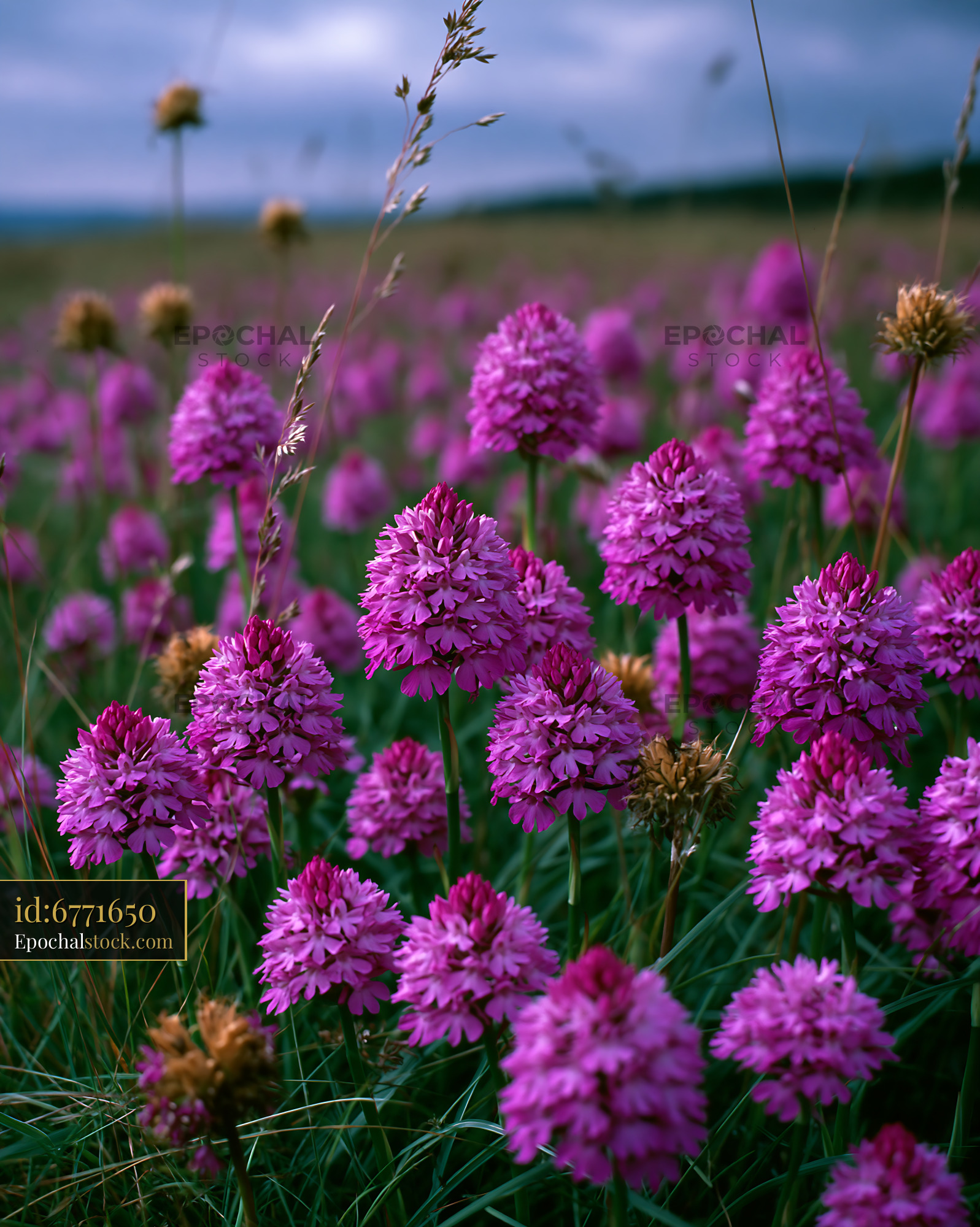 Watermarked full-resolution preview of Purple flowers bloom in a green field under a cloudy sky