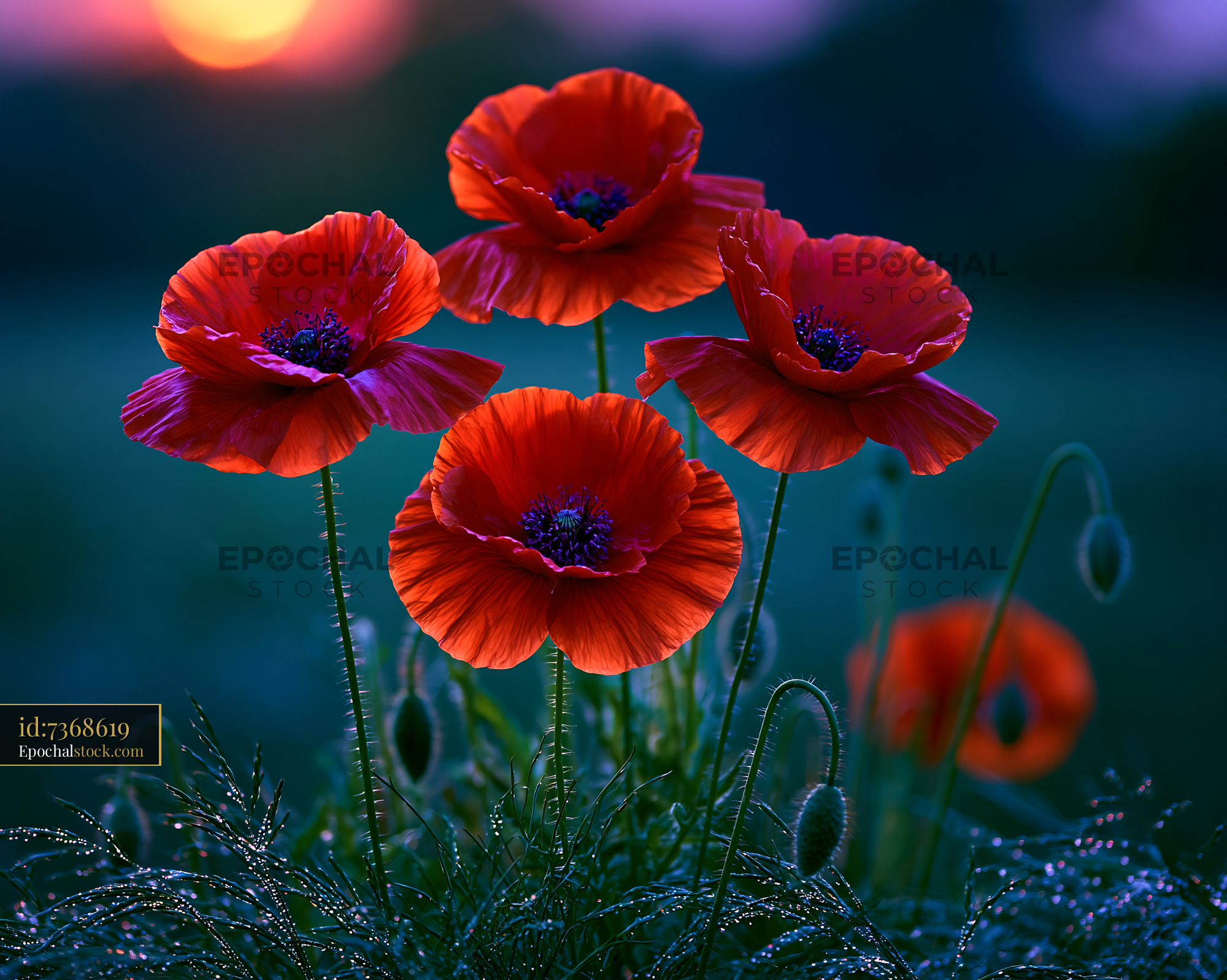 Watermarked full-resolution preview of Bright red poppies in a field during sunset