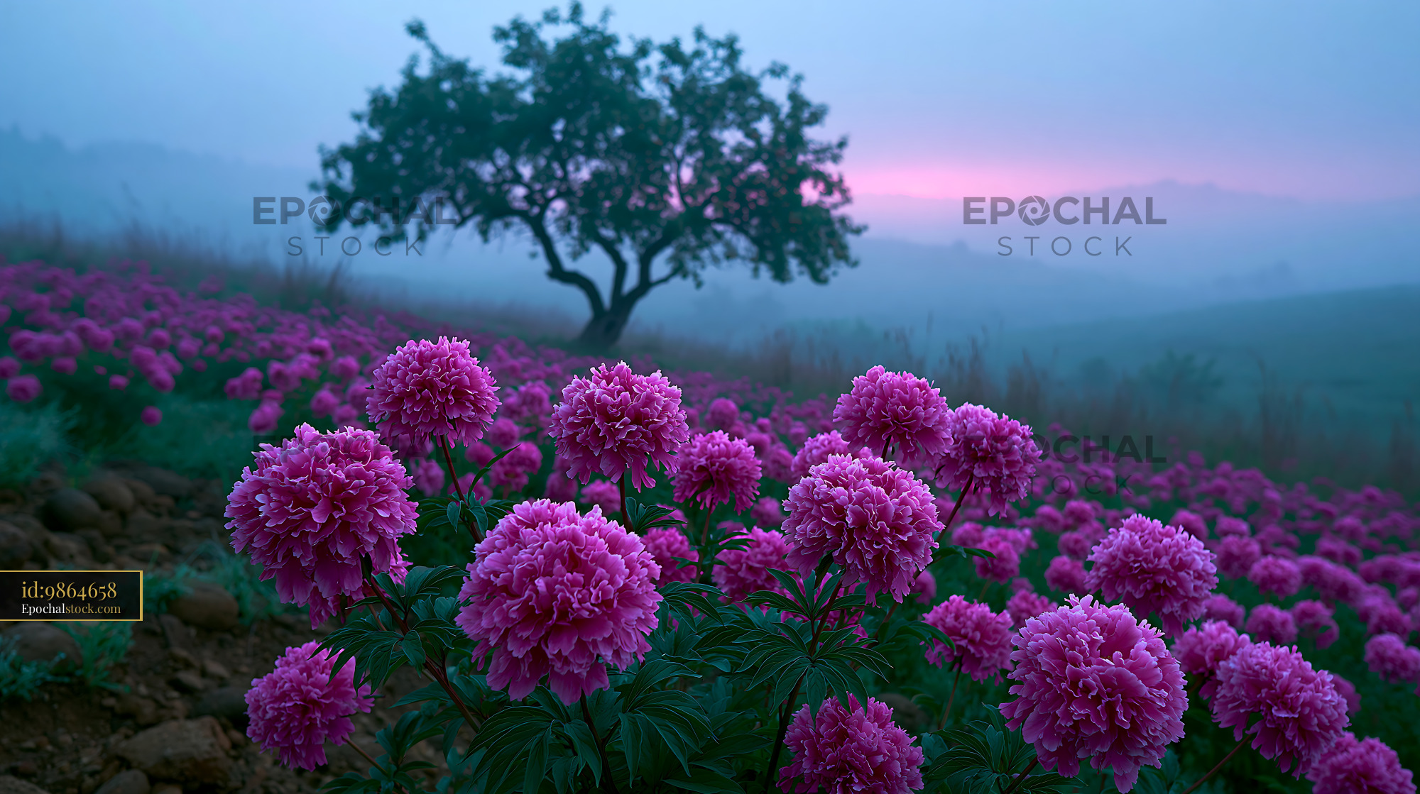 Watermarked full-resolution preview of Sunrise over hillside with blooming flowers and lone tree
