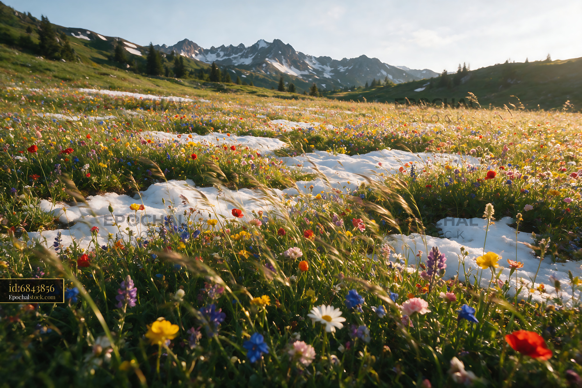 Wildflowers Blooming in an Alpine Meadow Under Soft Light - stock photo