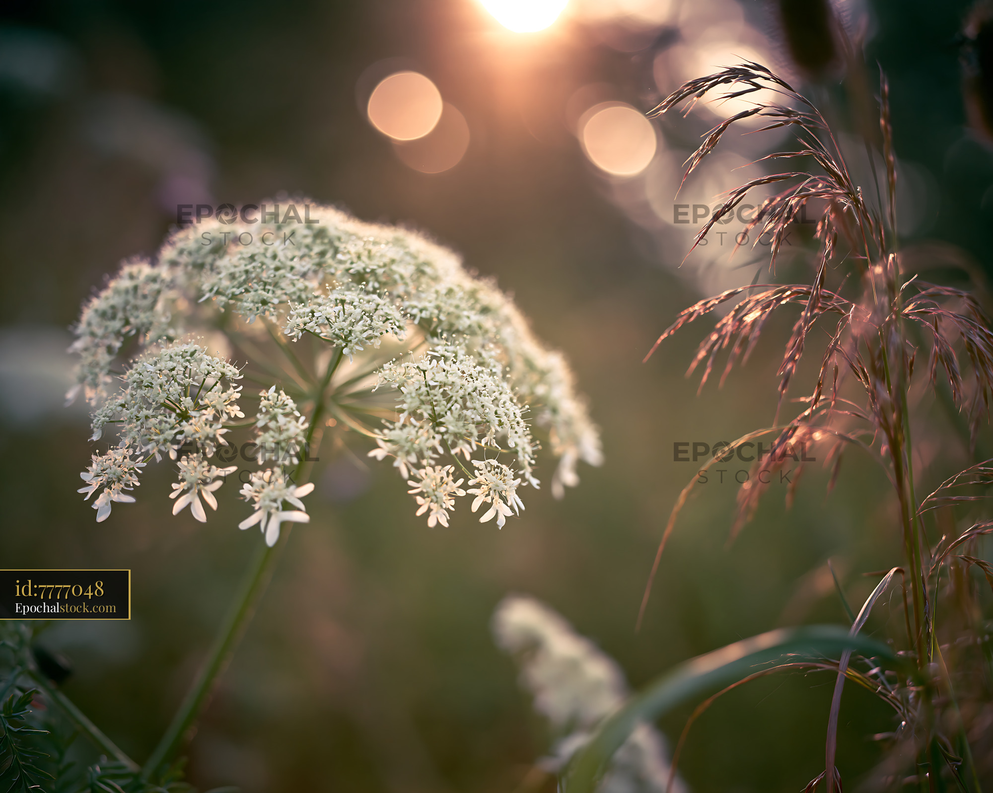 Watermarked full-resolution preview of Wildflower blooming under sunset light