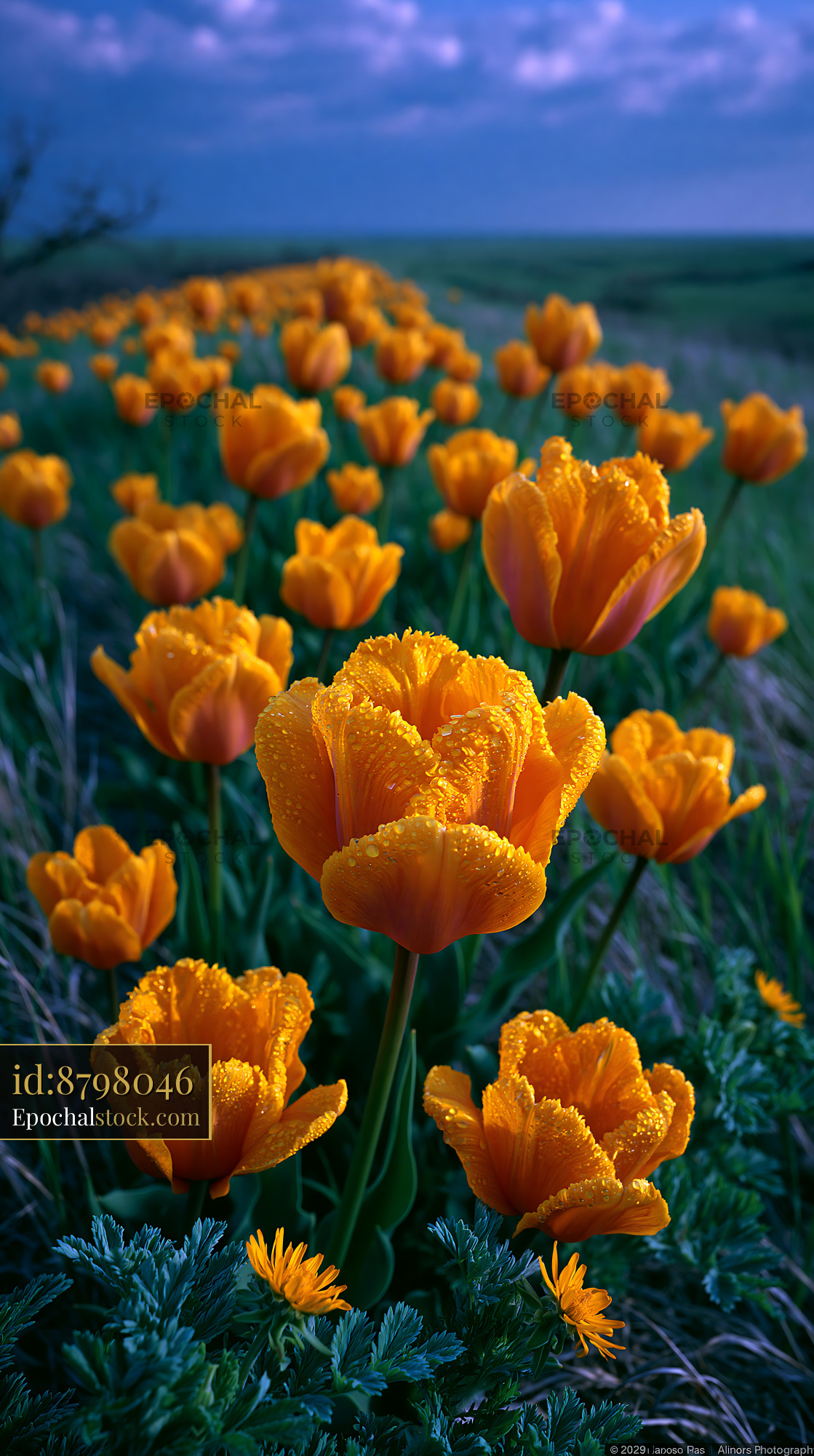 Watermarked full-resolution preview of Colorful orange flowers bloom in a field under a cloudy sky