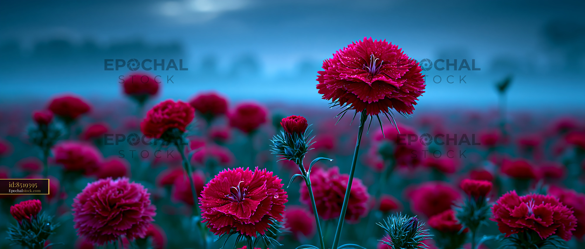 Watermarked full-resolution preview of Red flowers bloom in a field at dusk