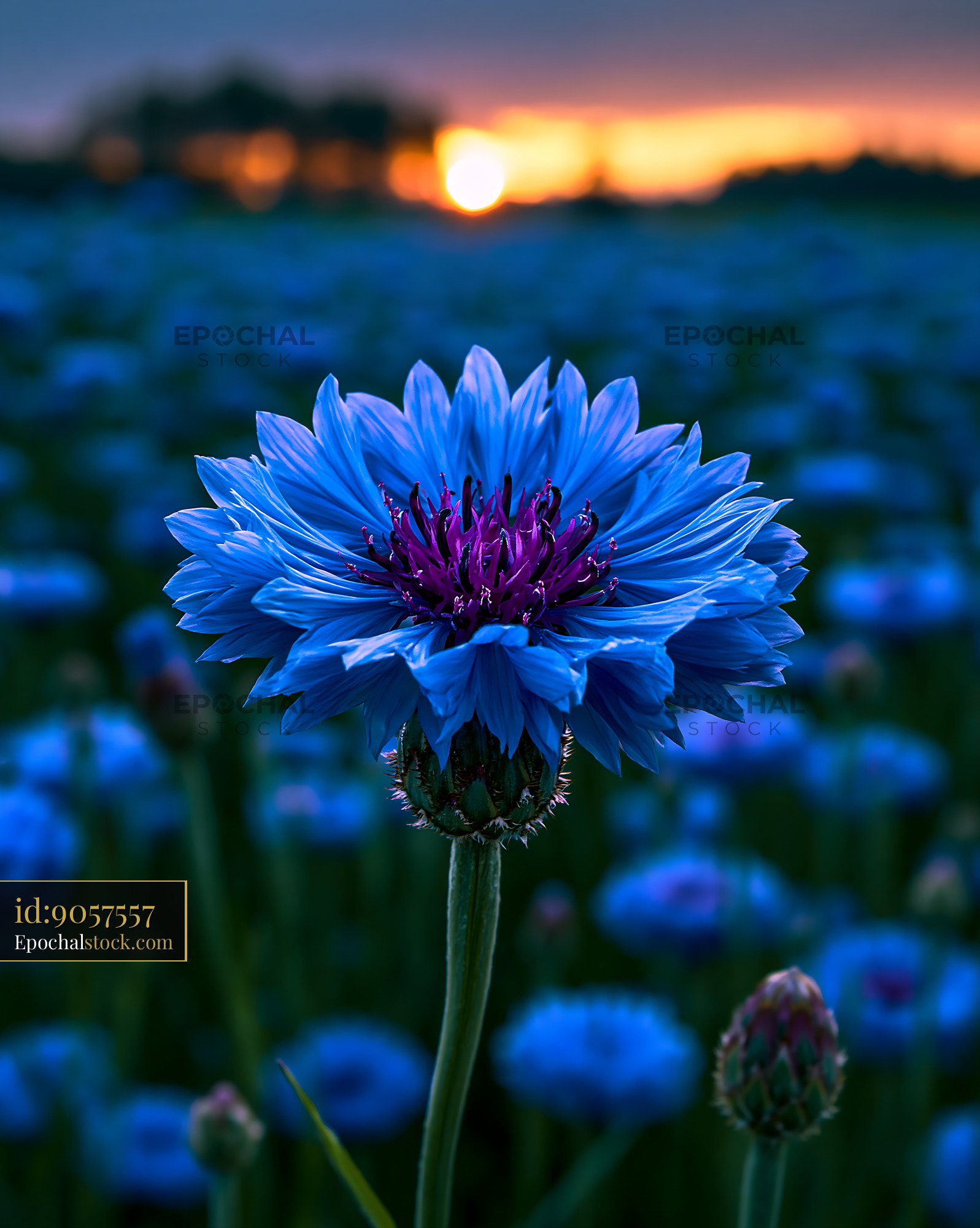 Watermarked full-resolution preview of Blue flower with sunset in a field