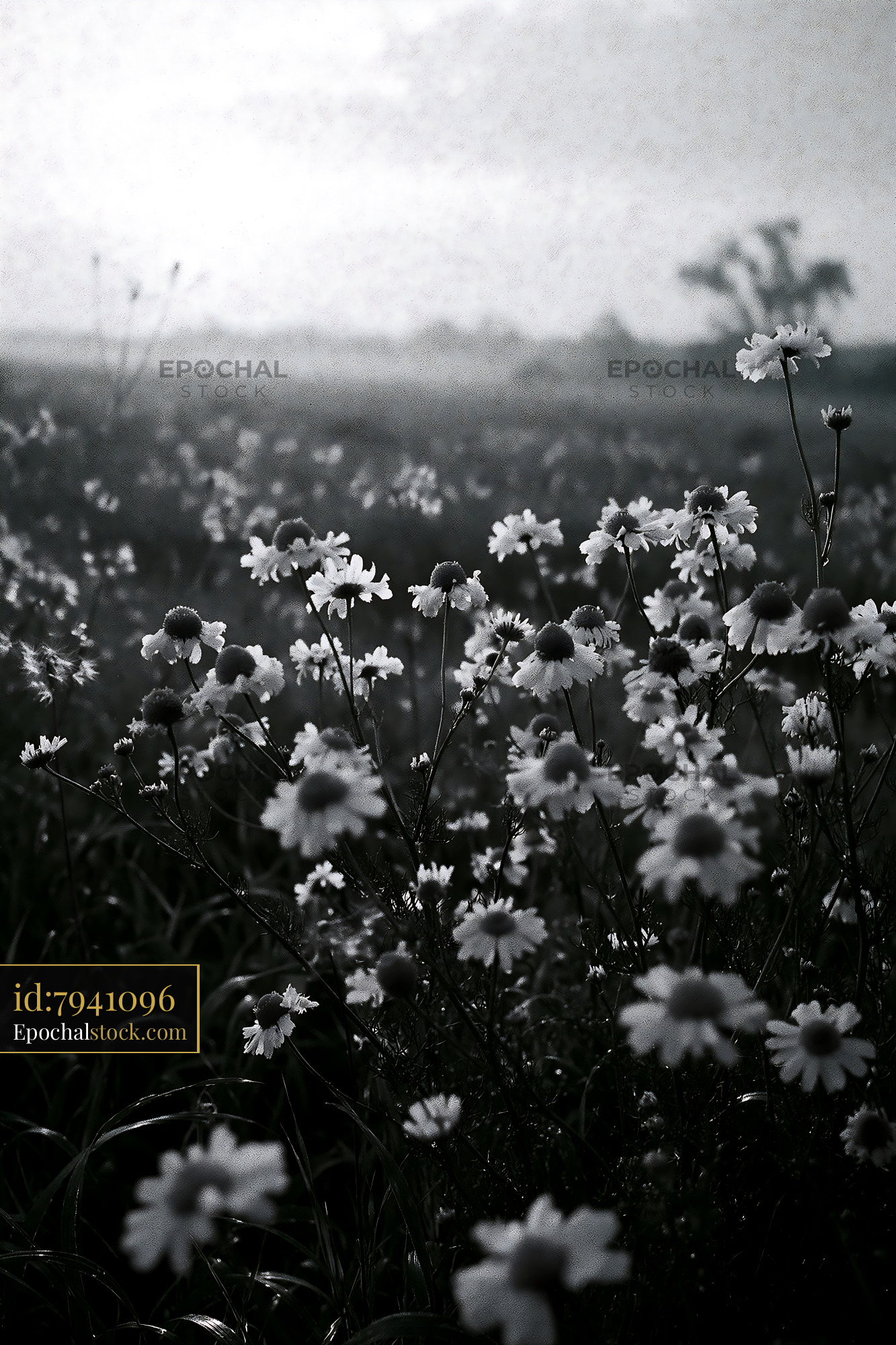 Watermarked full-resolution preview of Black and white field of daisies with soft background light
