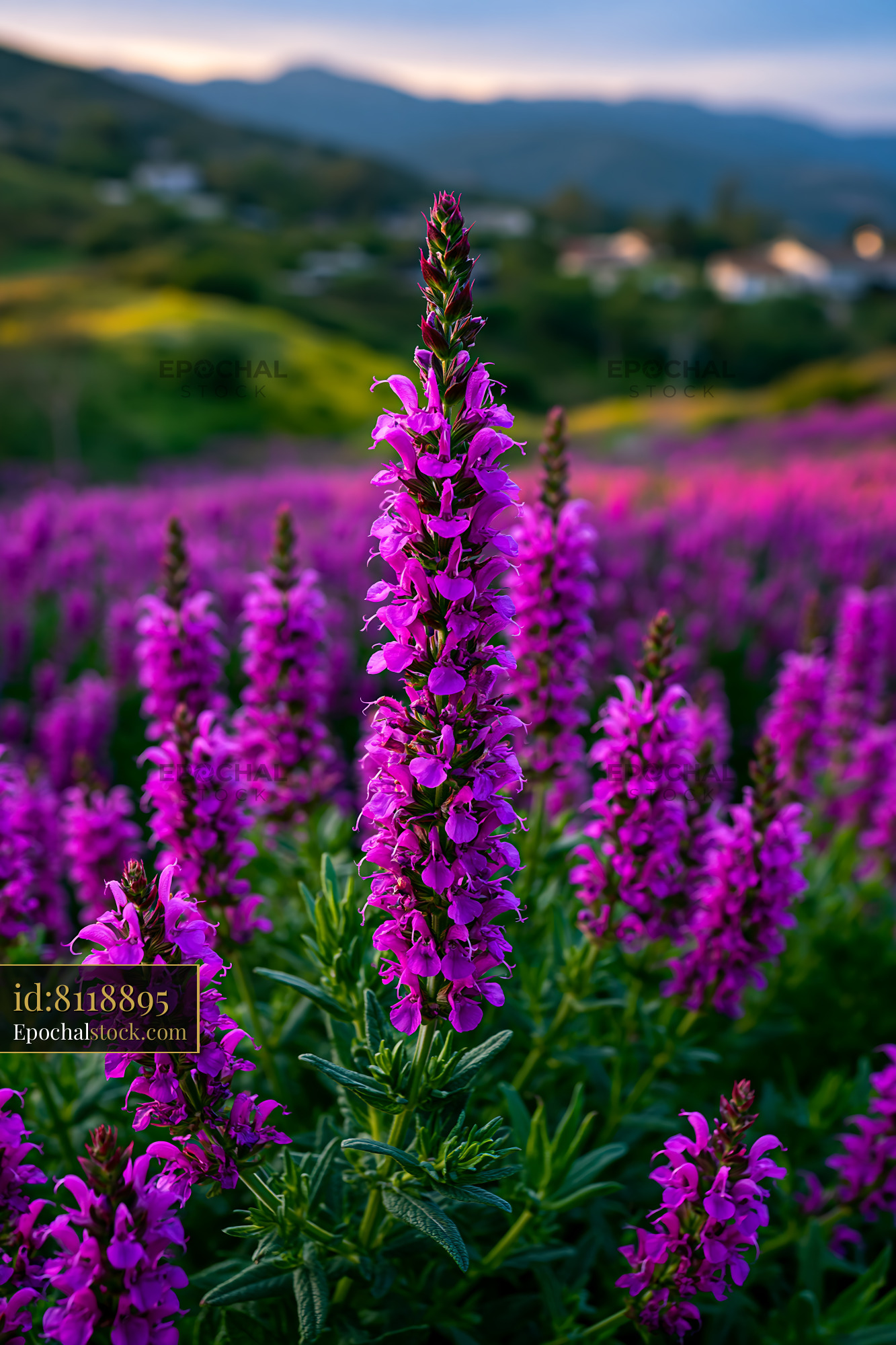 Watermarked full-resolution preview of Purple flowers in a field during sunset