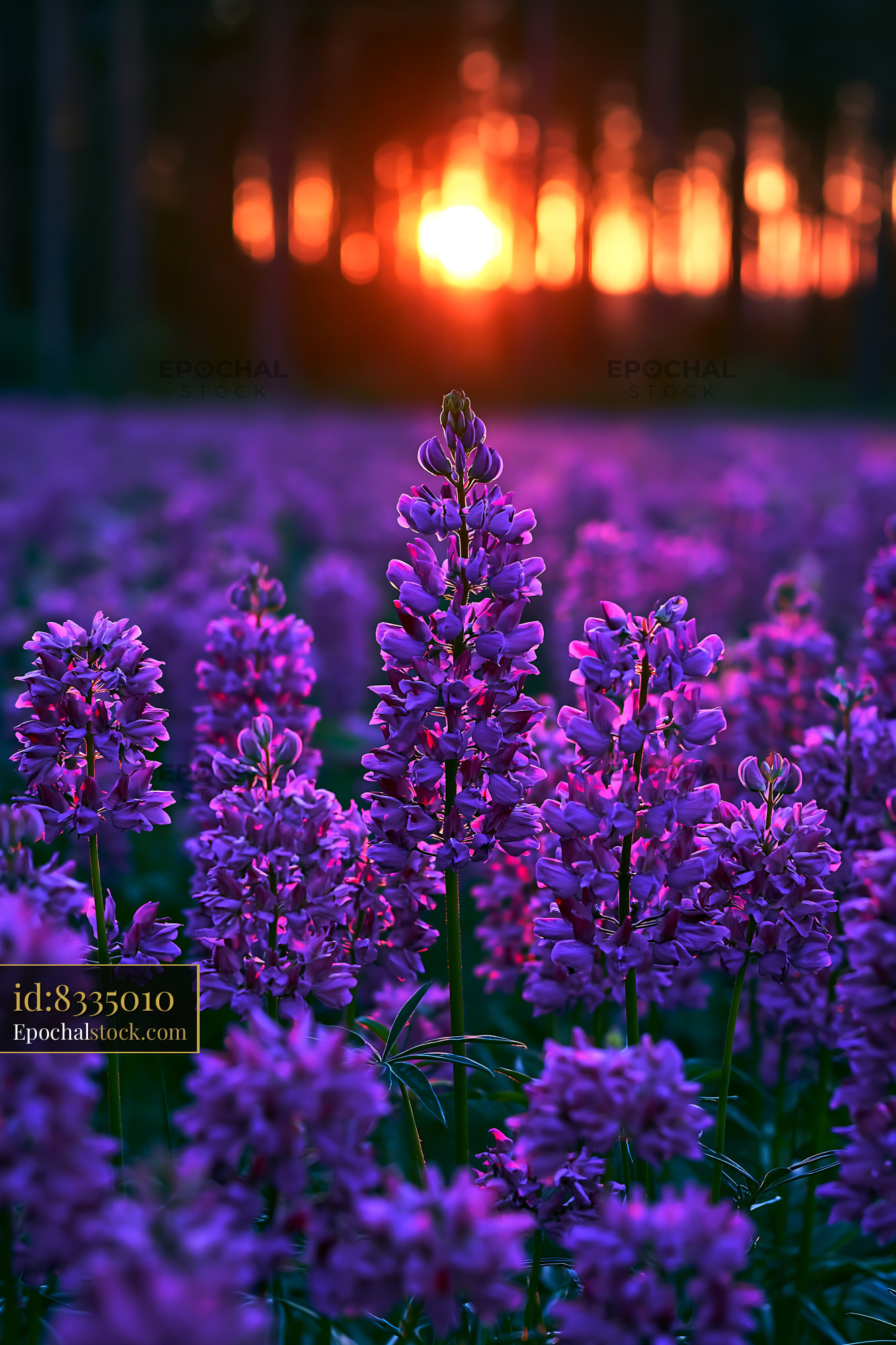 Watermarked full-resolution preview of Purple flowers in a sunset field