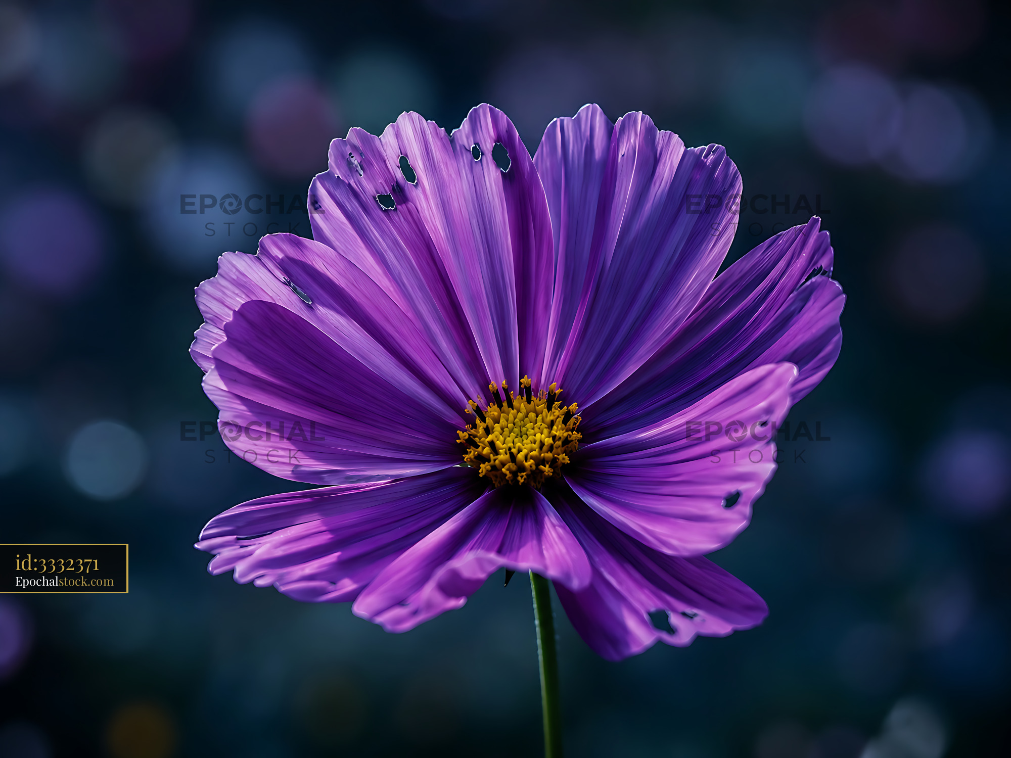 Flower Blooms With Purple Petals and Yellow Center in Sunlight - stock photo
