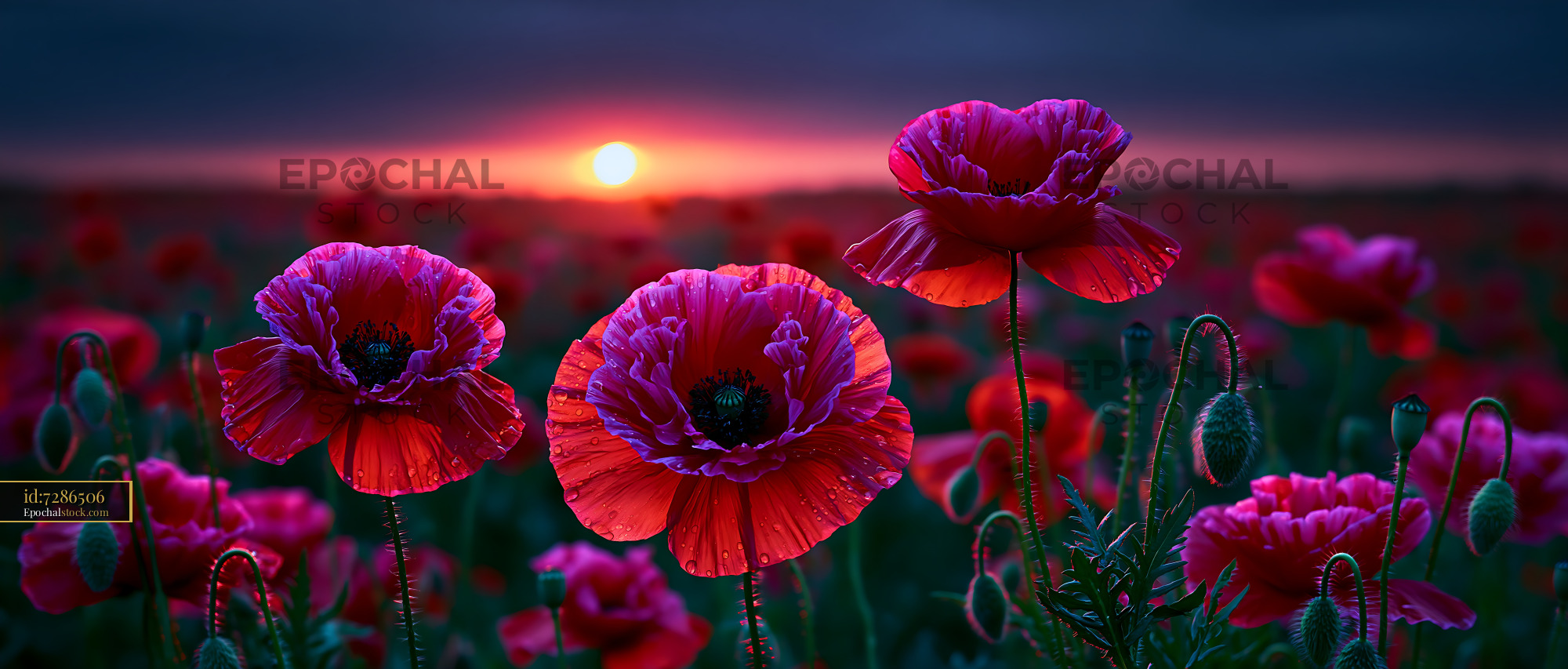 Red Poppies Bloom Under Sunset Sky in Open Field - stock photo