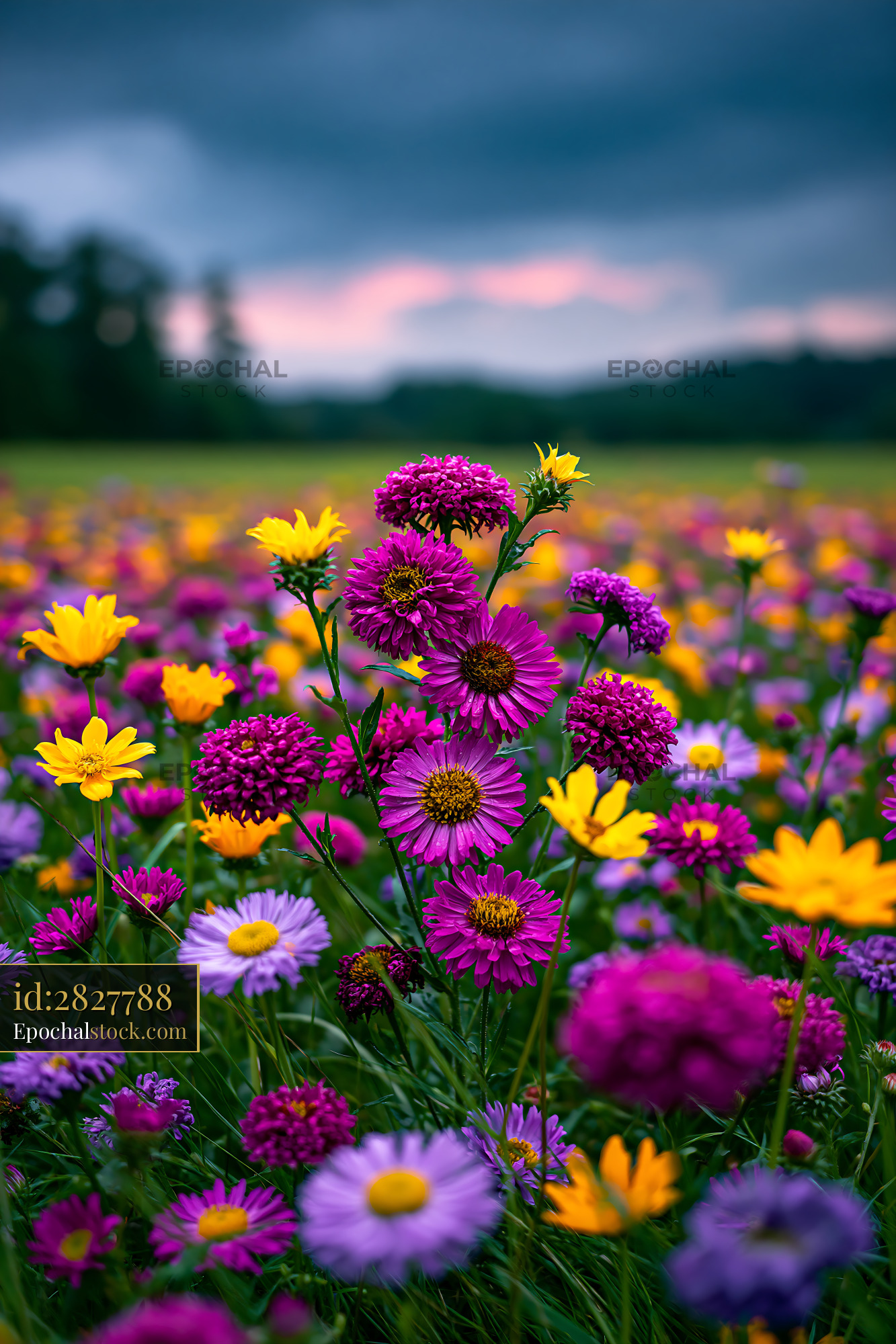 Watermarked full-resolution preview of Colorful flower field at sunset
