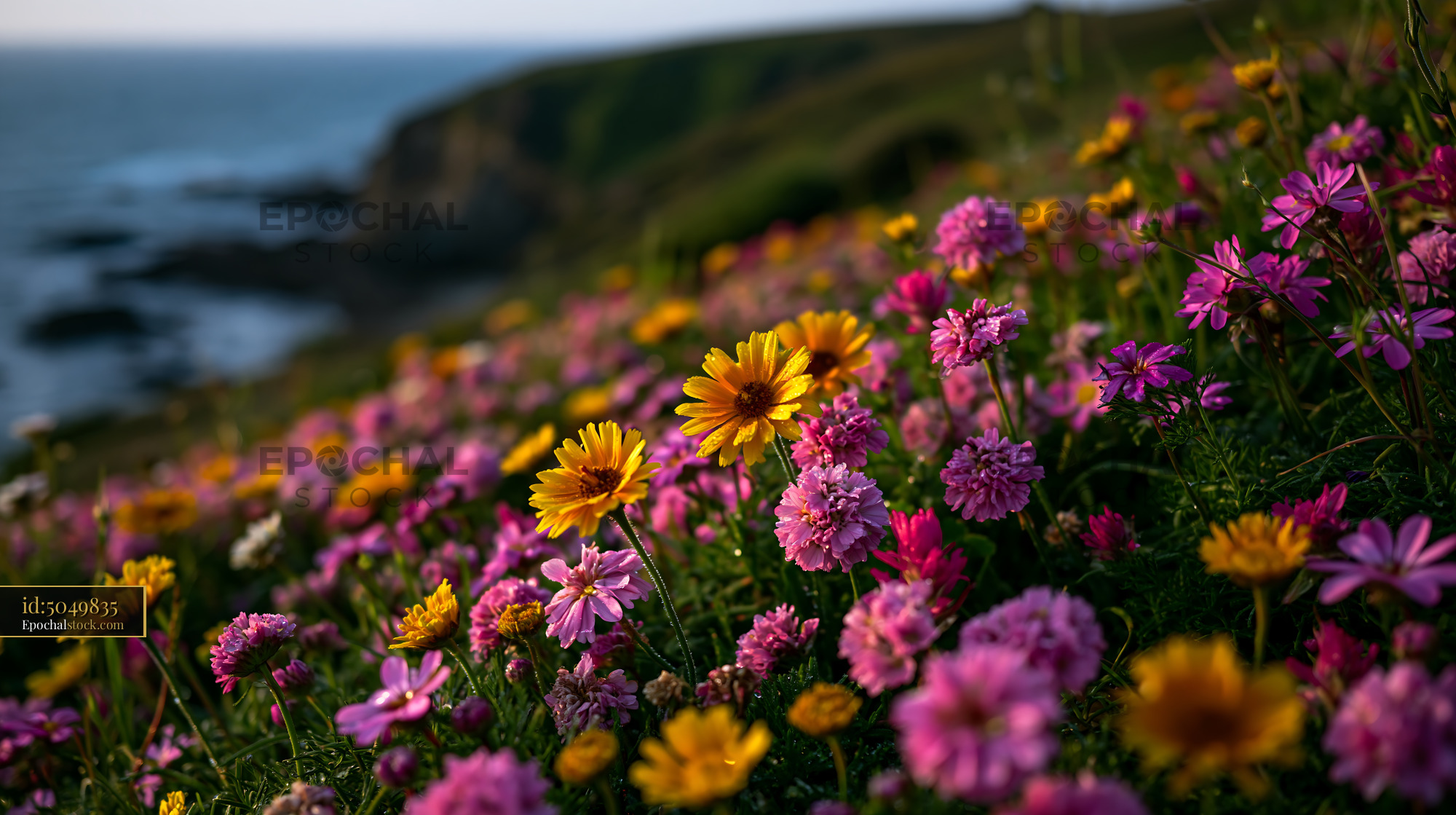 Wildflowers Blooming Along the Coastal Shoreline in Springtime - stock photo