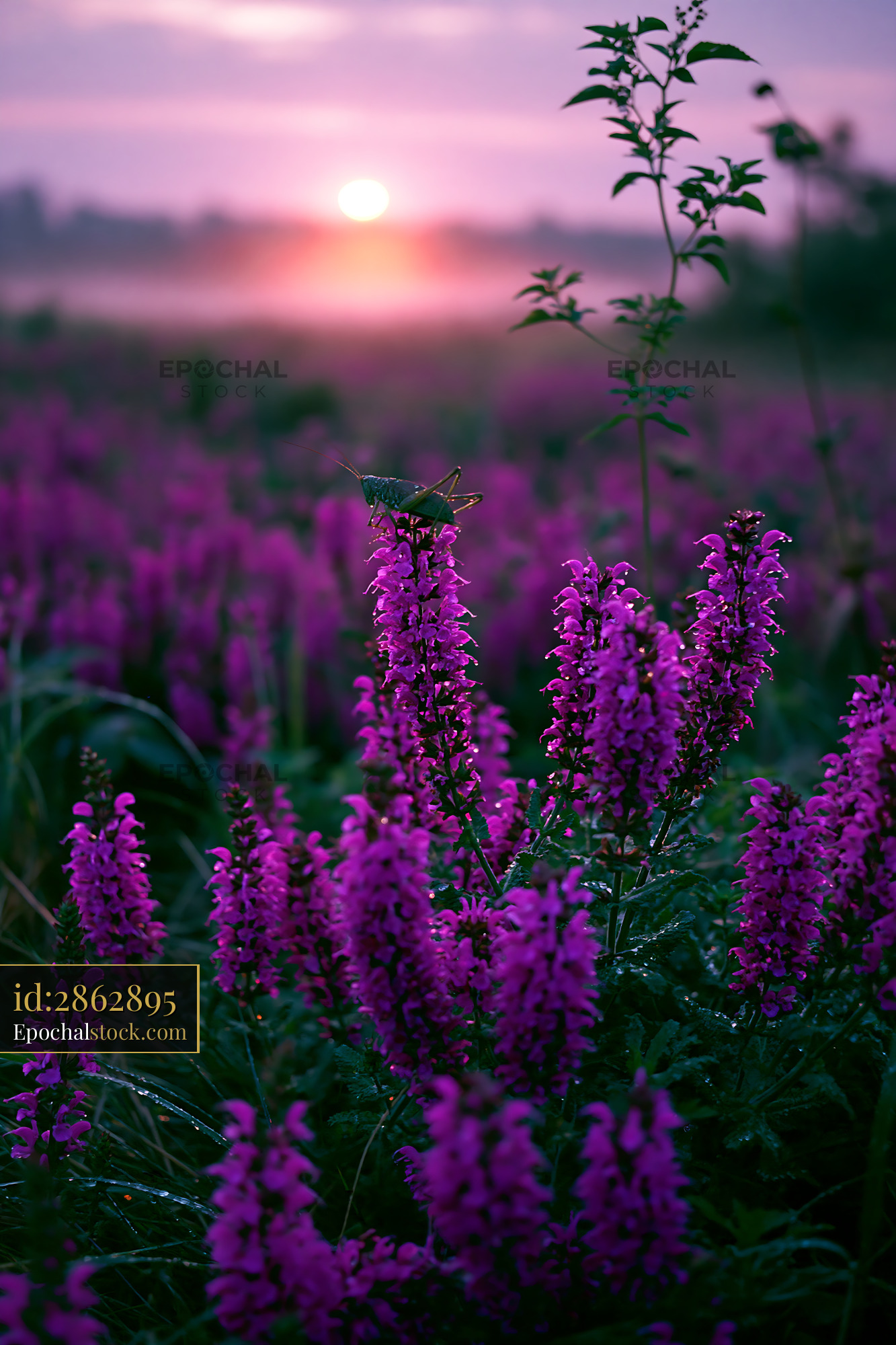 Watermarked full-resolution preview of Colorful flowers bloom during sunrise in a tranquil field