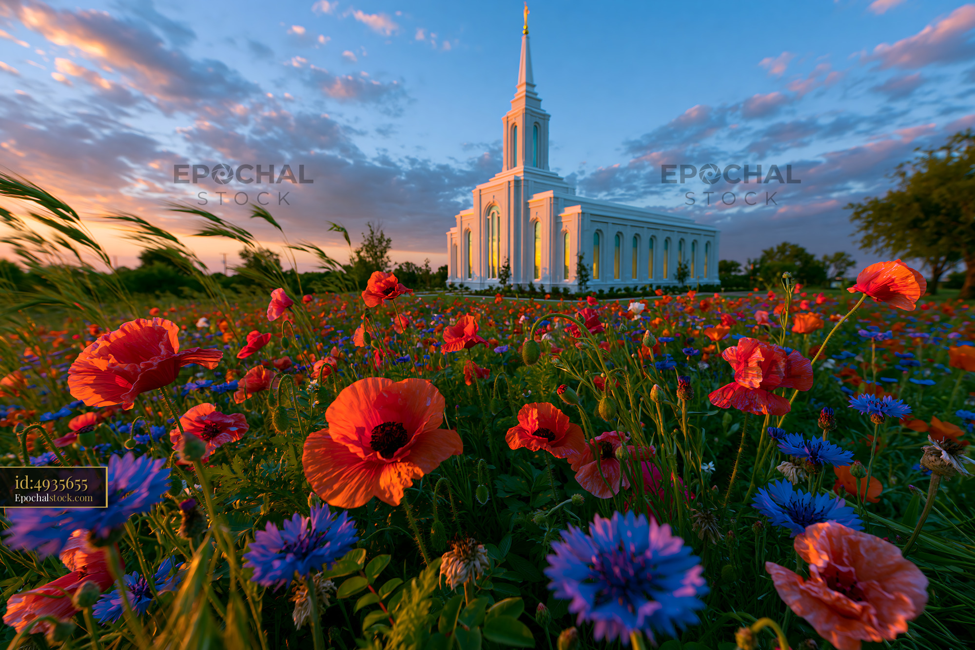 Watermarked full-resolution preview of Colorful flowers in a field near a large building at sunset