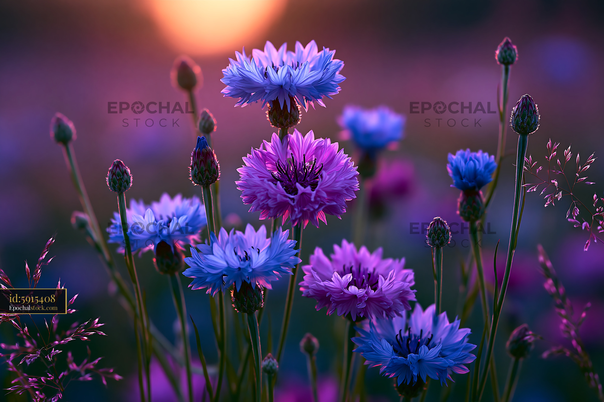 Watermarked full-resolution preview of Colorful flowers bloom at sunset in a garden