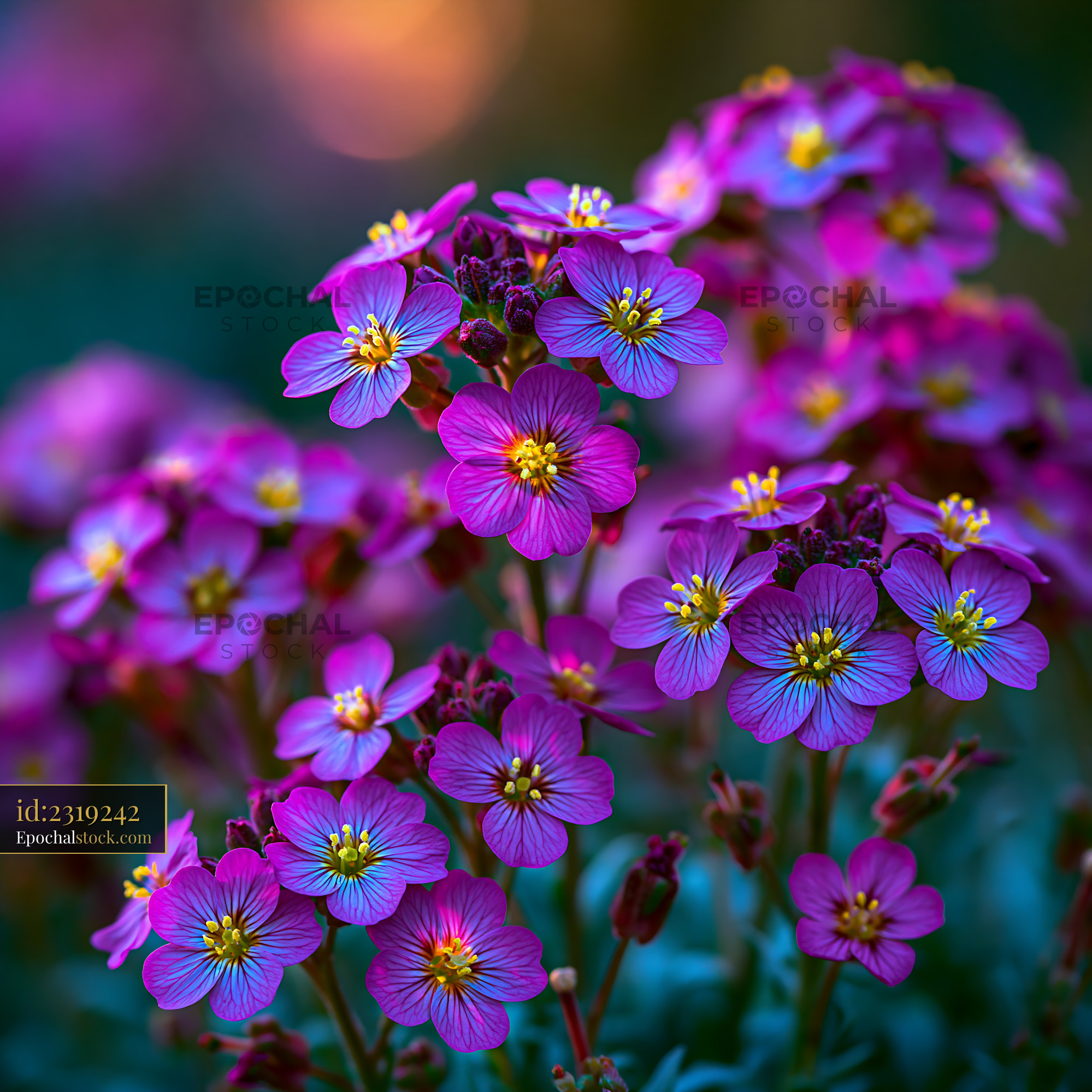Watermarked full-resolution preview of Colorful flowers bloom in a garden at sunset
