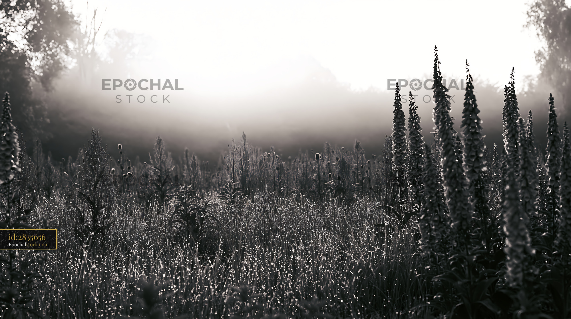 Watermarked full-resolution preview of Foggy field with flowers and morning light
