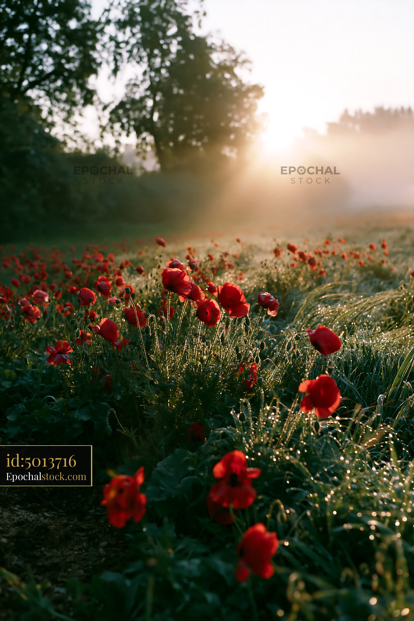 Watermarked full-resolution preview of Red poppies in a misty field during sunrise