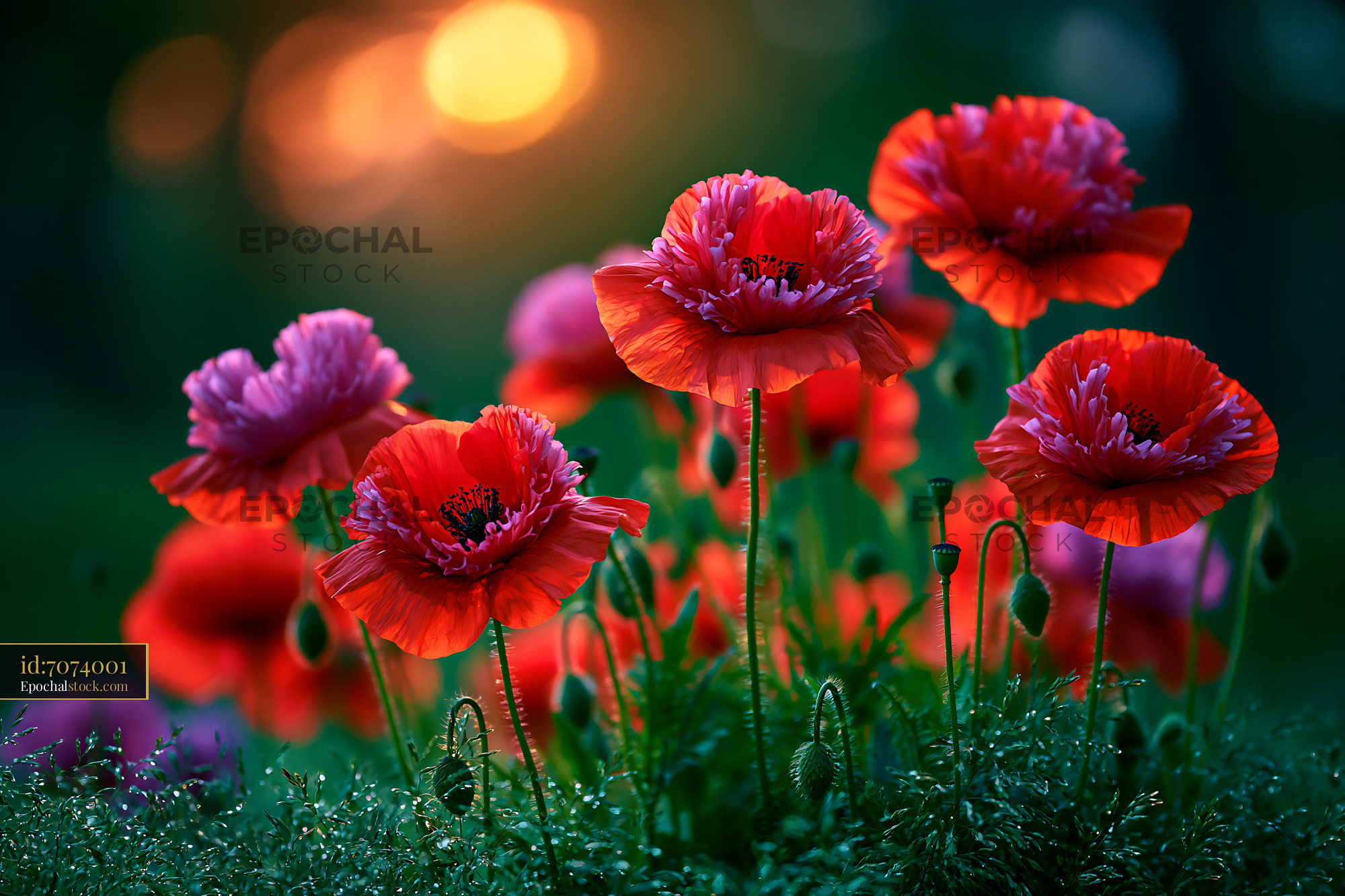 Watermarked full-resolution preview of Vibrant poppy flowers blooming at sunset in a garden
