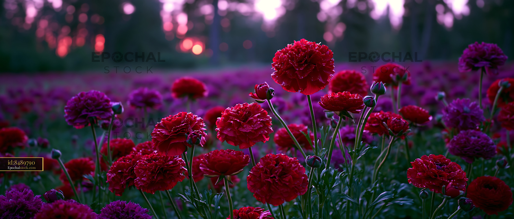 Watermarked full-resolution preview of Vibrant flower field during sunset with red and purple blooms