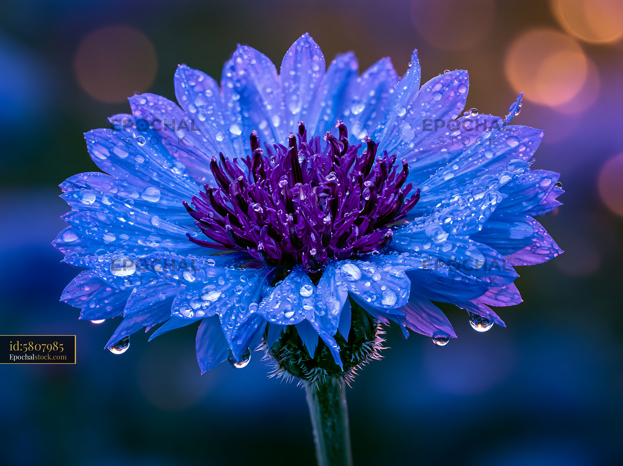 Watermarked full-resolution preview of Close-up of blue flower with water droplets in soft lighting