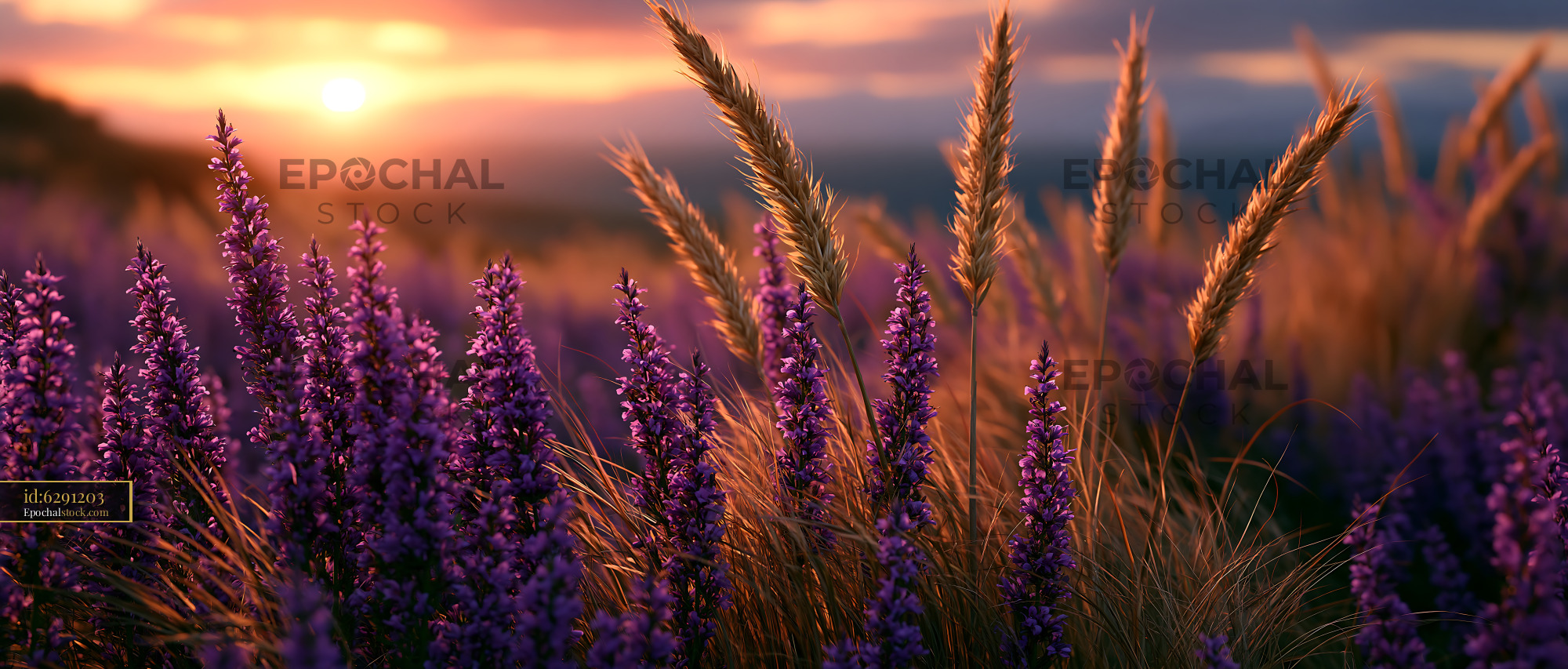 Watermarked full-resolution preview of Sunset over lavender fields with golden grass