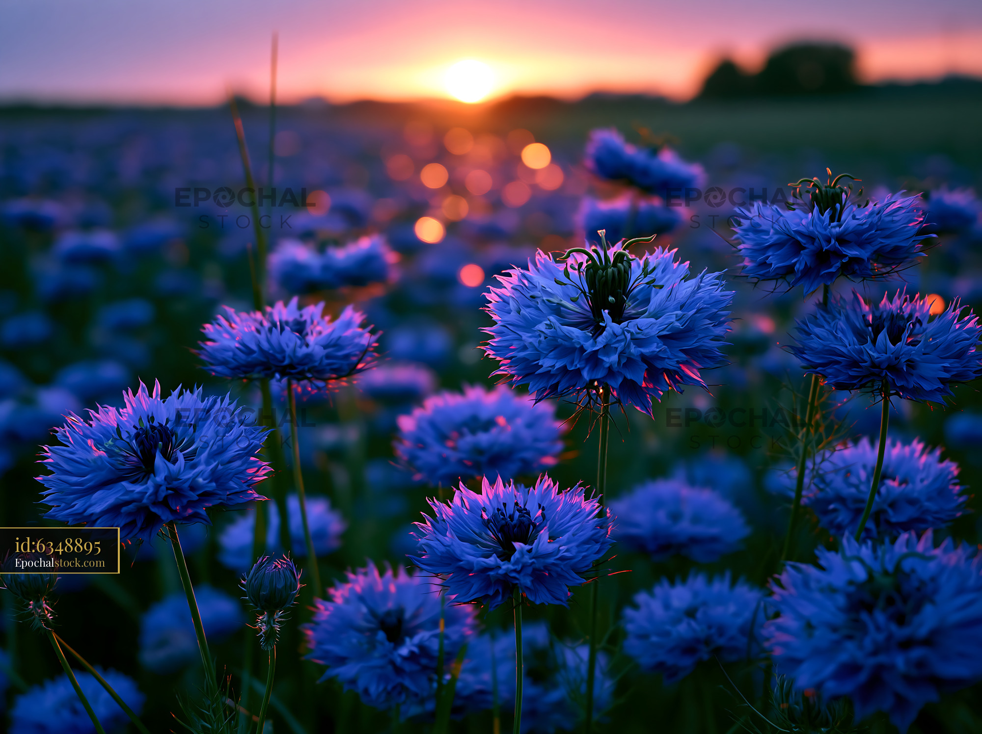 Blue Flowers Bloom in Field During Sunset With Orange Light - stock photo
