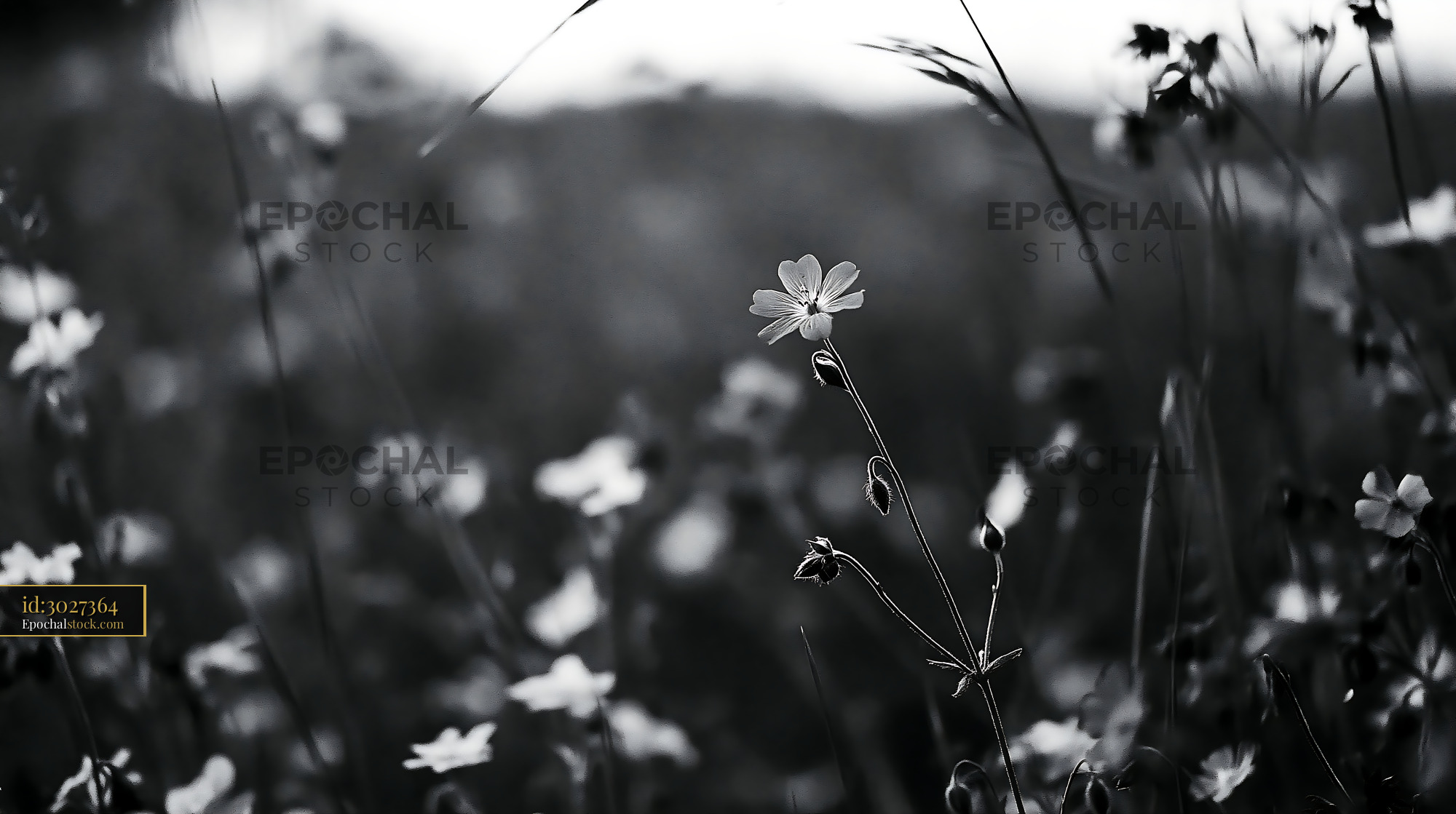 Watermarked full-resolution preview of Black and white flowers in a field during daylight