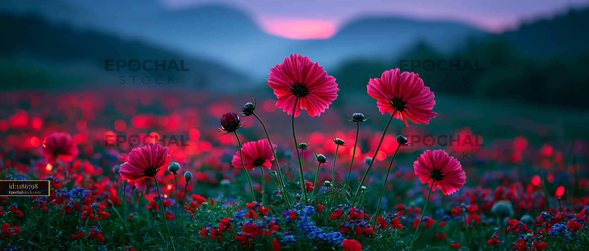 Watermarked full-resolution preview of Vibrant flowers bloom in a purple-hued sunset landscape