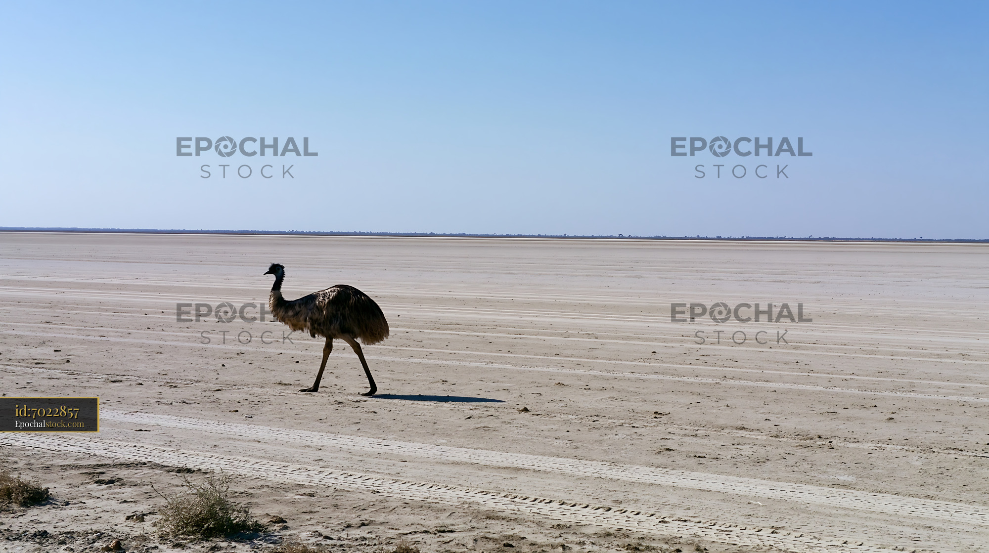 Emu walking across a broad outback plain - stock photo