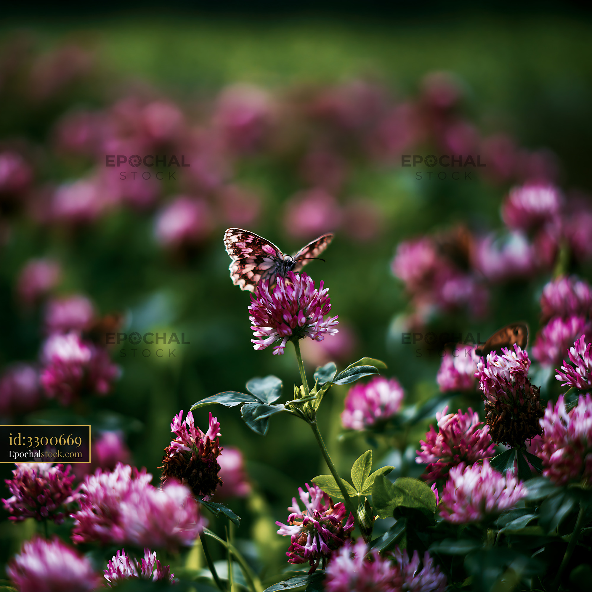 Watermarked full-resolution preview of Butterfly resting on clover flowers in a garden