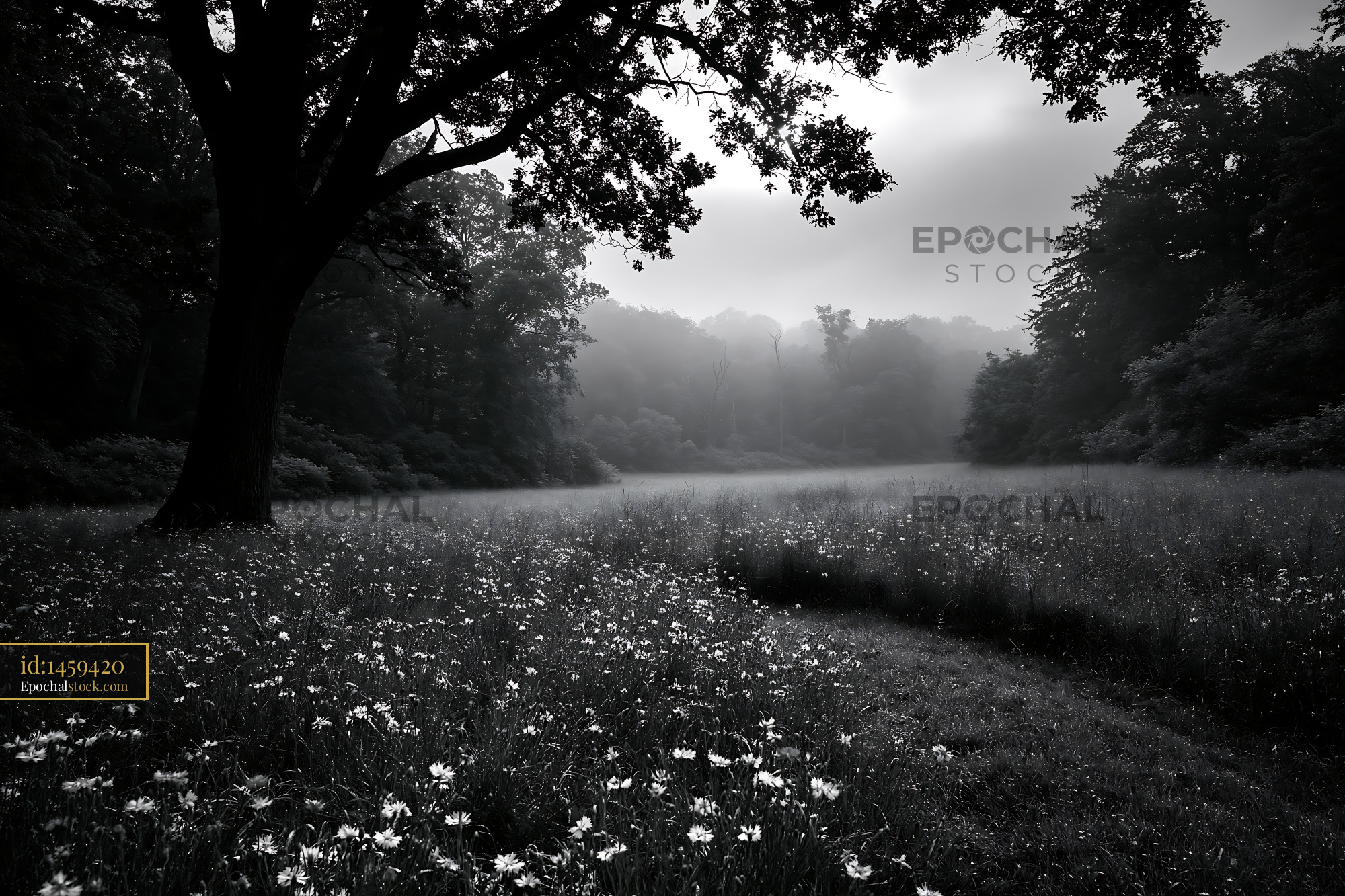 Cornflower Blooming in Meadow With Mist and Trees - stock photo