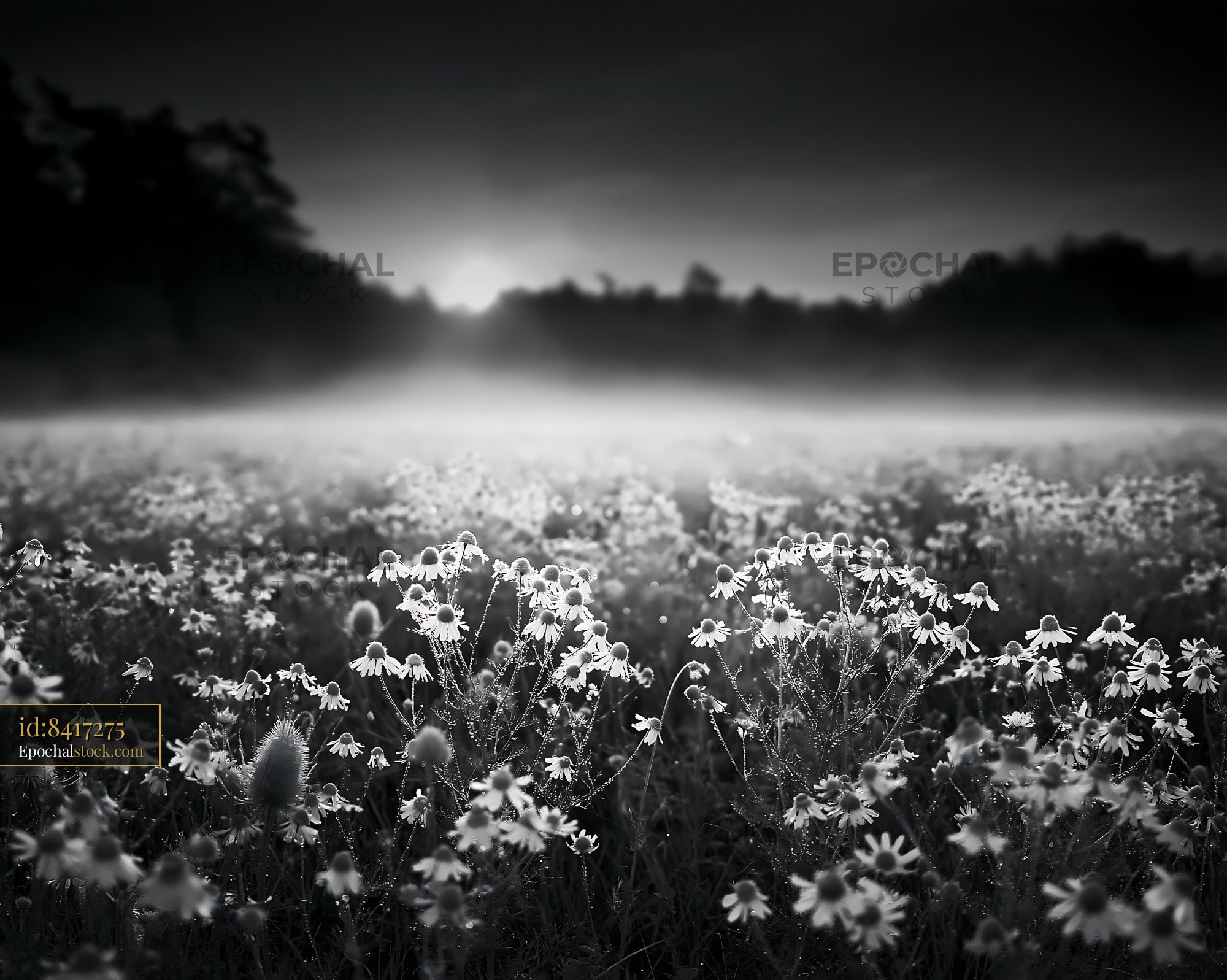 Watermarked full-resolution preview of Flower field at dawn with mist and shadows