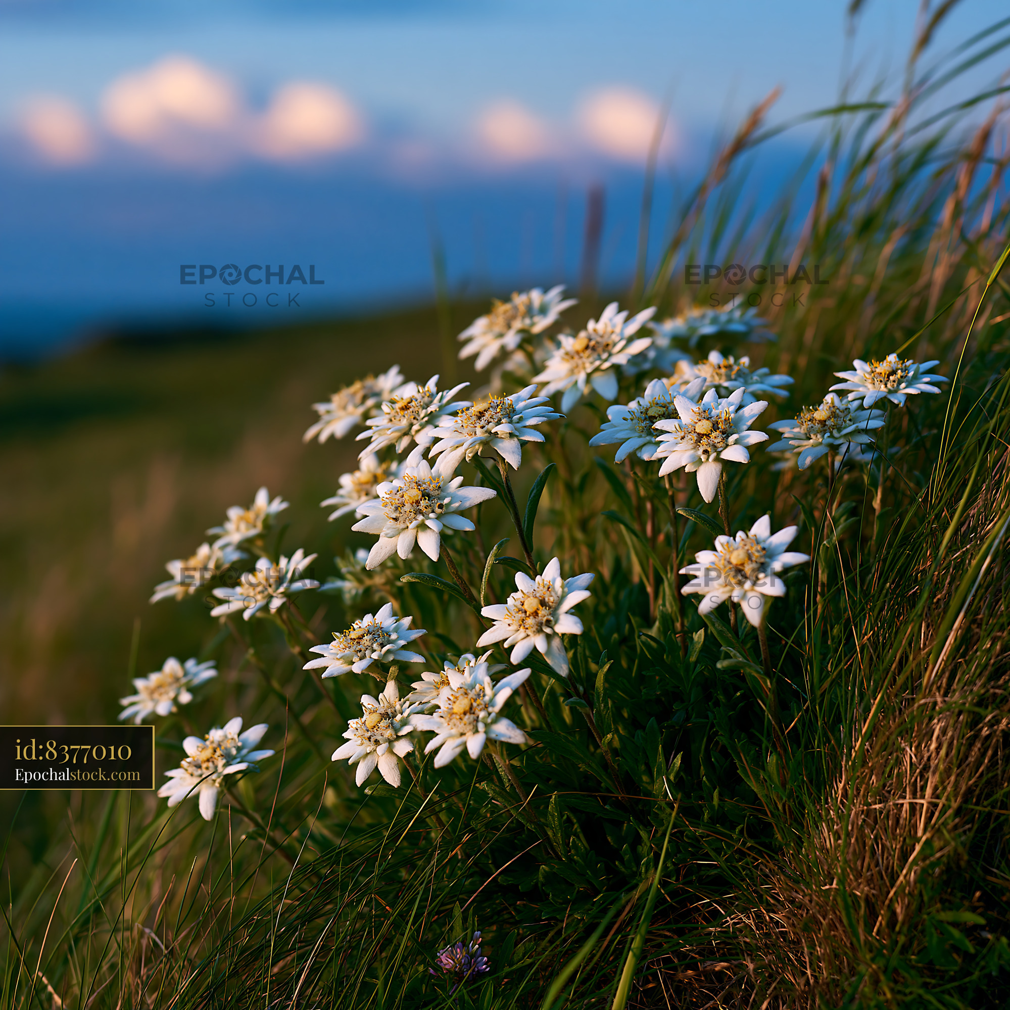 Watermarked full-resolution preview of White flowers bloom on a grassy hill during sunset