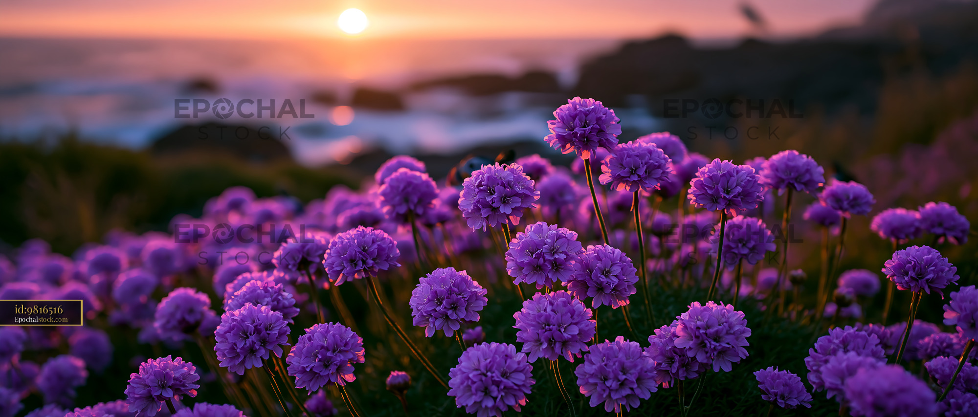 Watermarked full-resolution preview of Sunset over purple flowers by the coastal shore