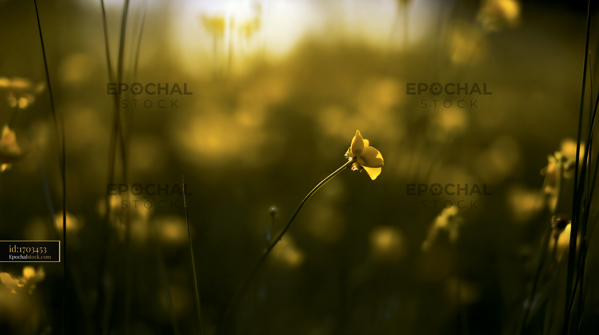 Watermarked full-resolution preview of Yellow wildflower in a field during sunset